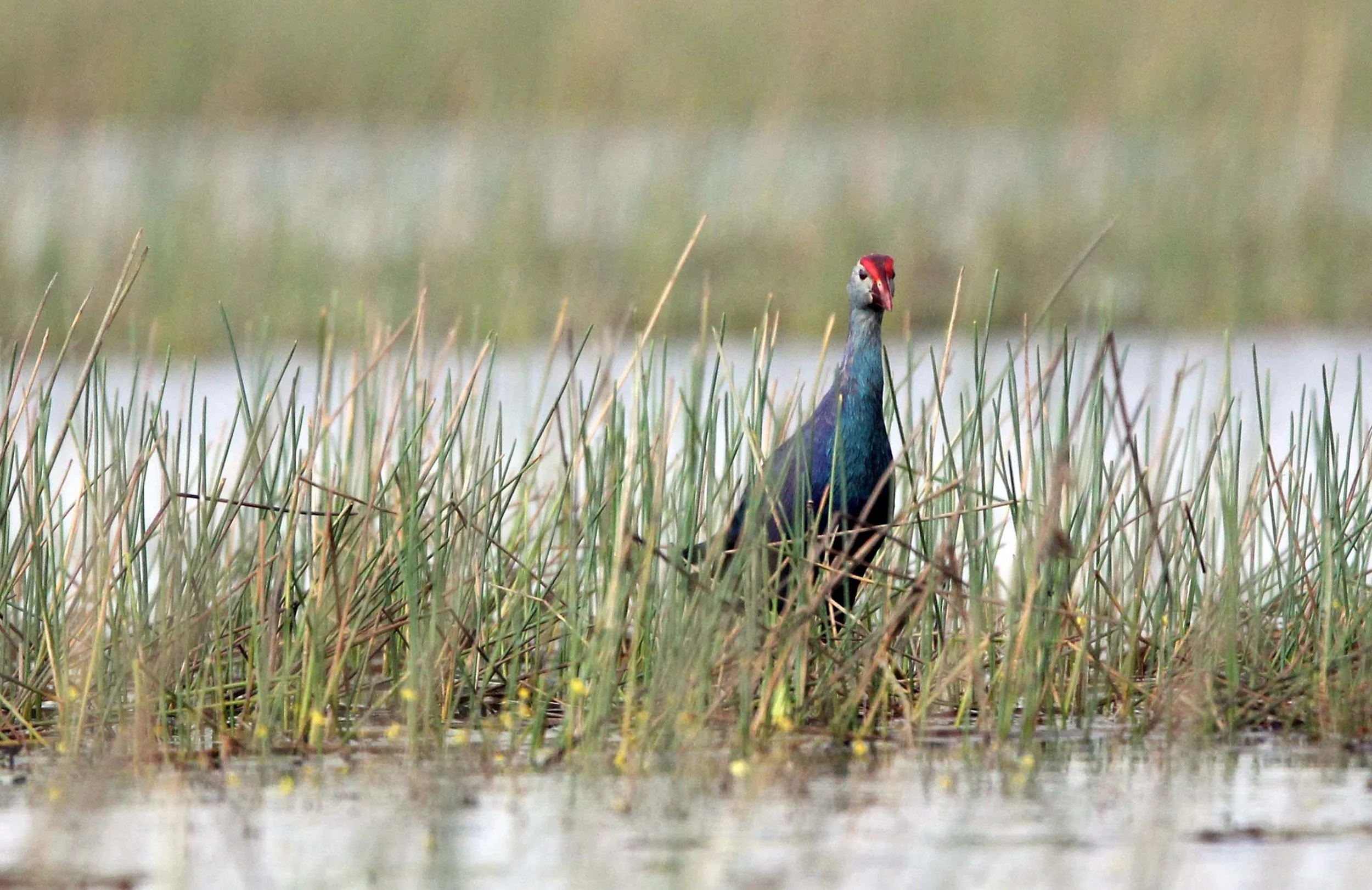 Purple Swamphen (Porphyrio porphyrio) Thale Noi Wetlands Patthalung (1).JPG