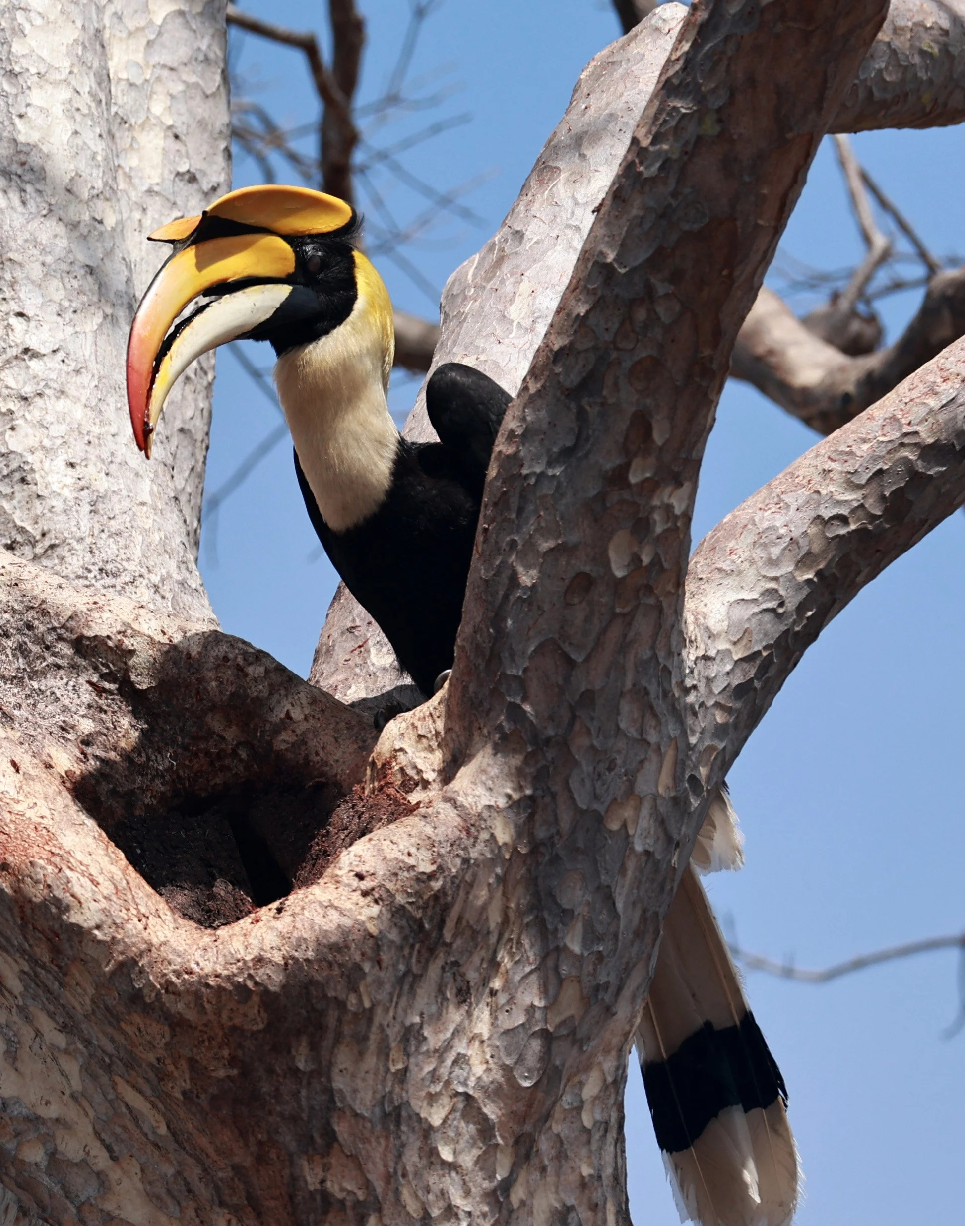 Great hornbill (Buceros bicornis) Pak Chong Mu Si Municipality Feb 2026 (97).jpg