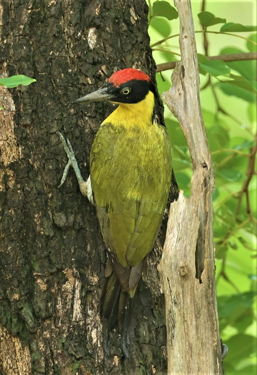 WOODPECKER - BLACK-HEADED WOODPECKER - Picus erythropygius - HUAI KHA KHAENG WILDLIFE SANCTUARY MAY 1 2022 (6).jpg