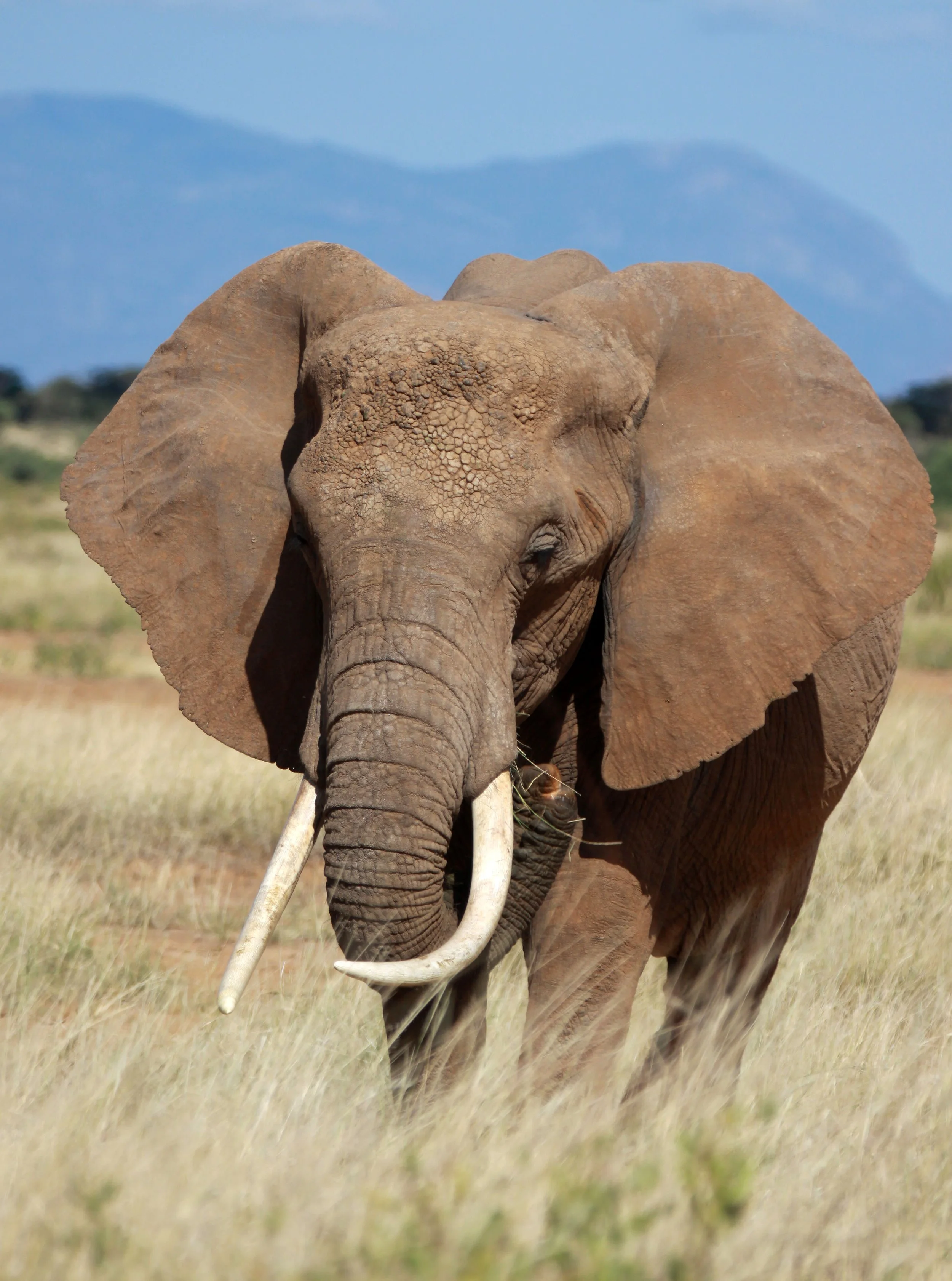 ELEPHANT - SAMBURU NATIONAL RESERVE KENYA (18).JPG