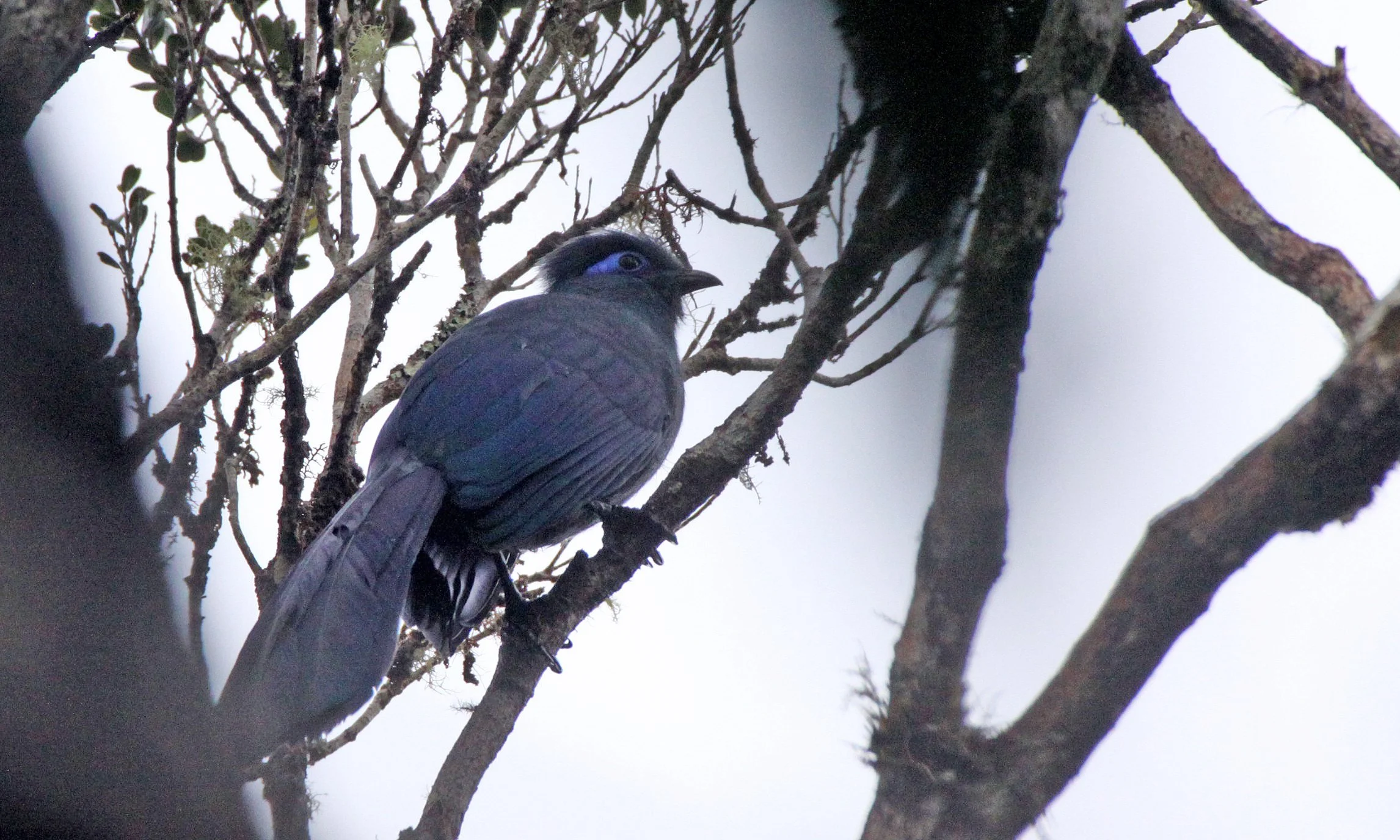 Blue Coua (Coua caerulea) Mantadia NP Madagascar (3).JPG