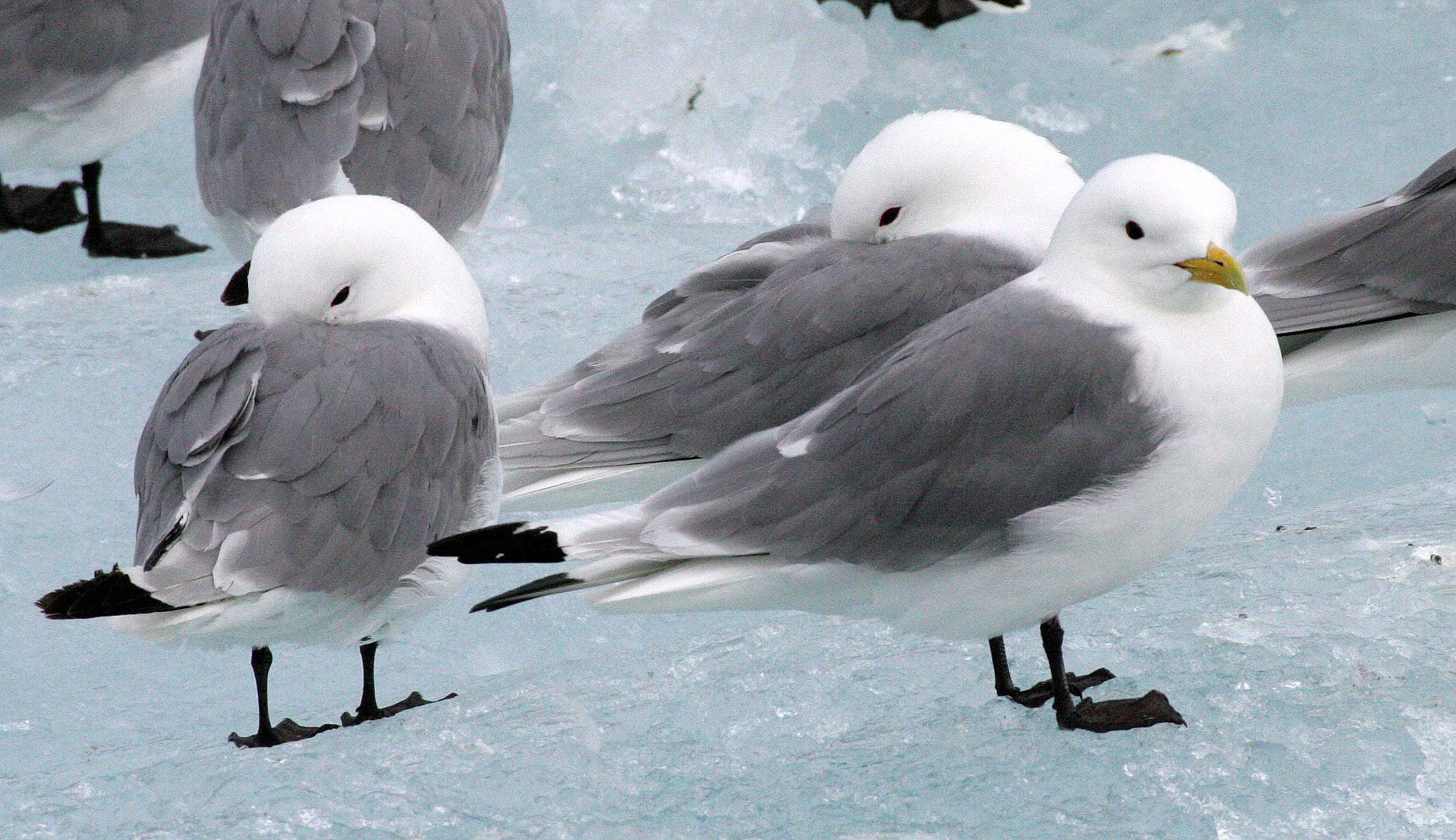 BIRD - KITTIWAKE - BLACK-LEGGED - SVALBARD (36).jpg