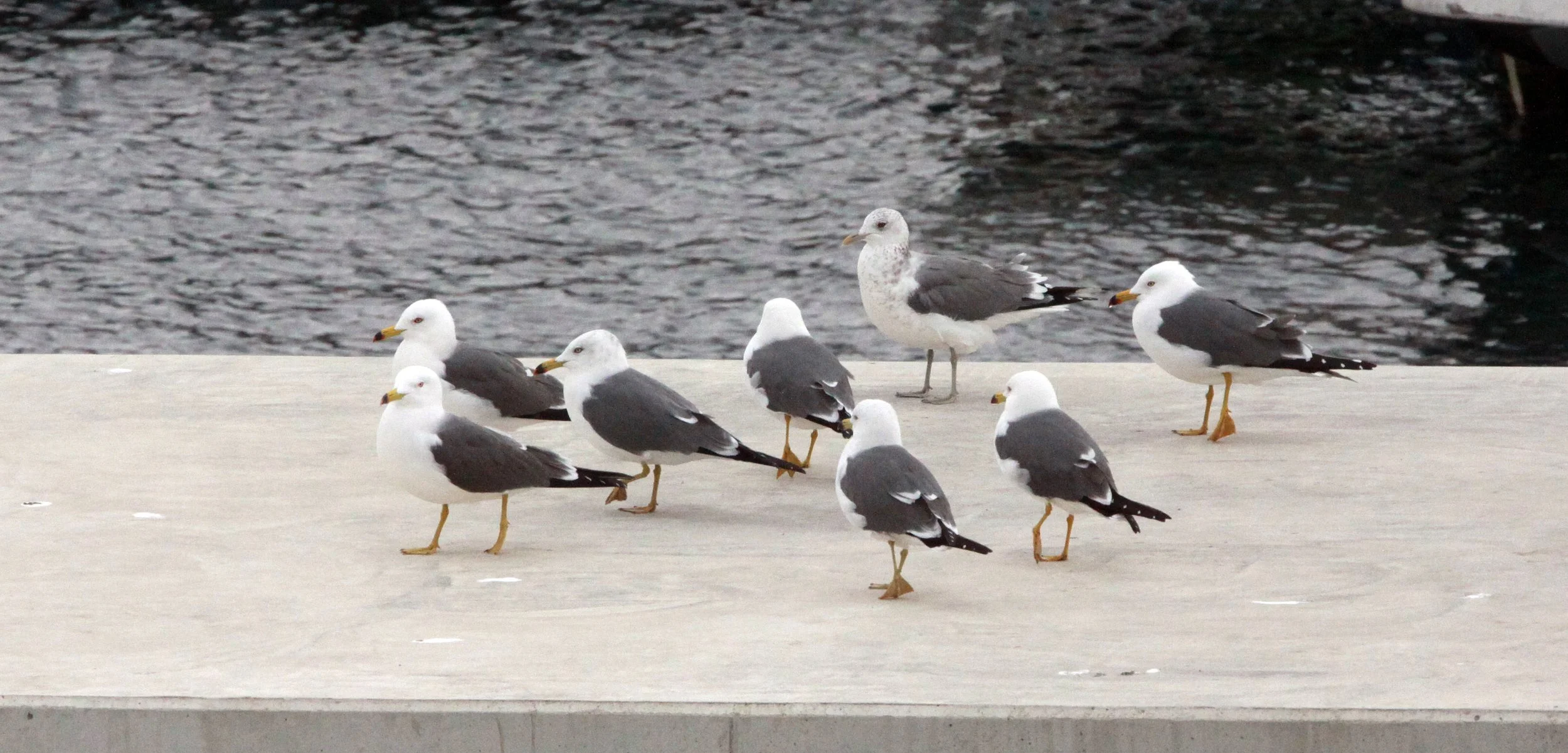 BIRD - GULL - BLACK-TAILED GULL WITH MYSTERY GULL - CAPE IRAGO JAPAN (5).JPG