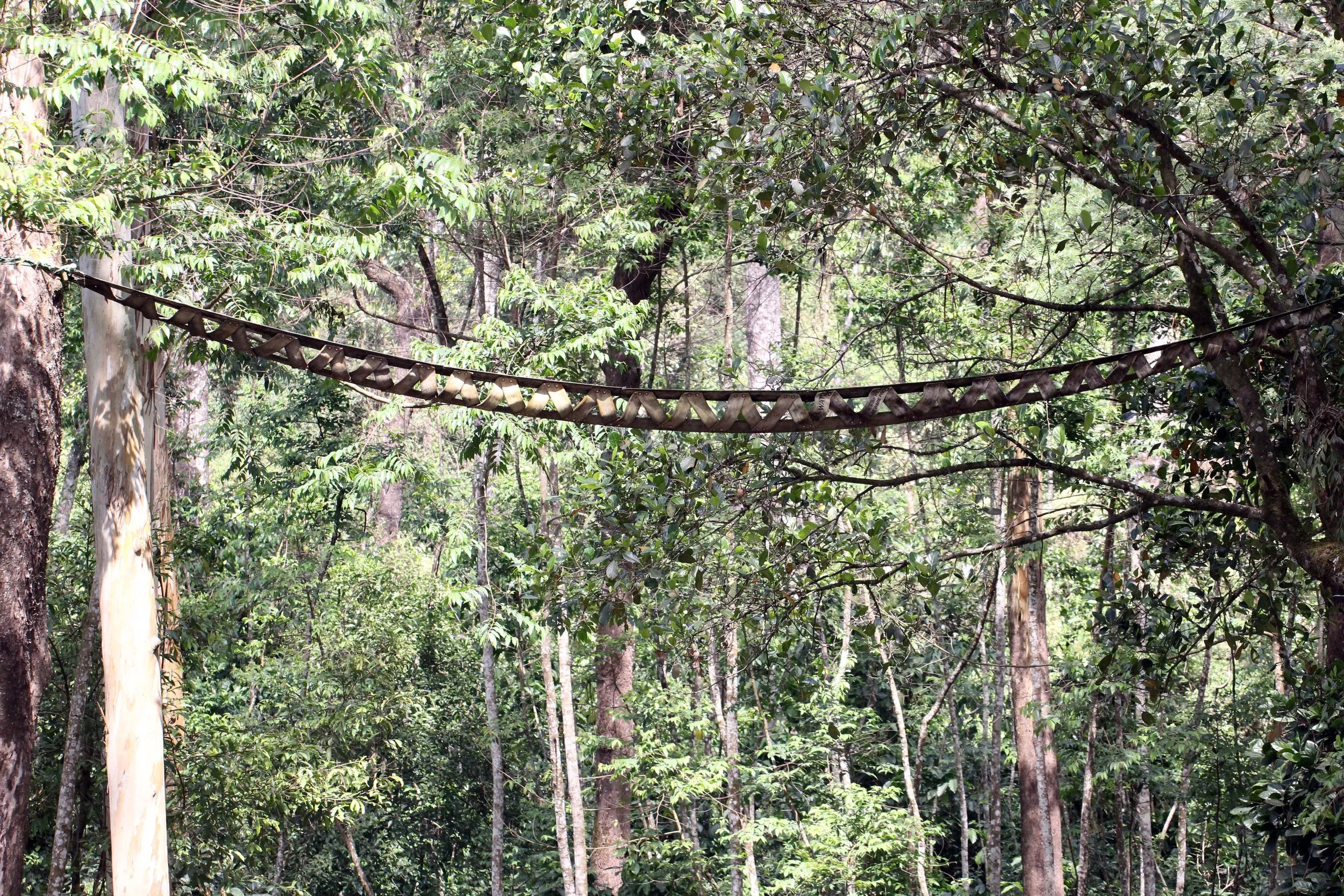 CERCOPITHECIDAE - Macaca silenus -LION-TAILED MACAQUE - VALPARAI TAMIL NADU INDIA - PHOTO BY SOM SMITH (13).JPG