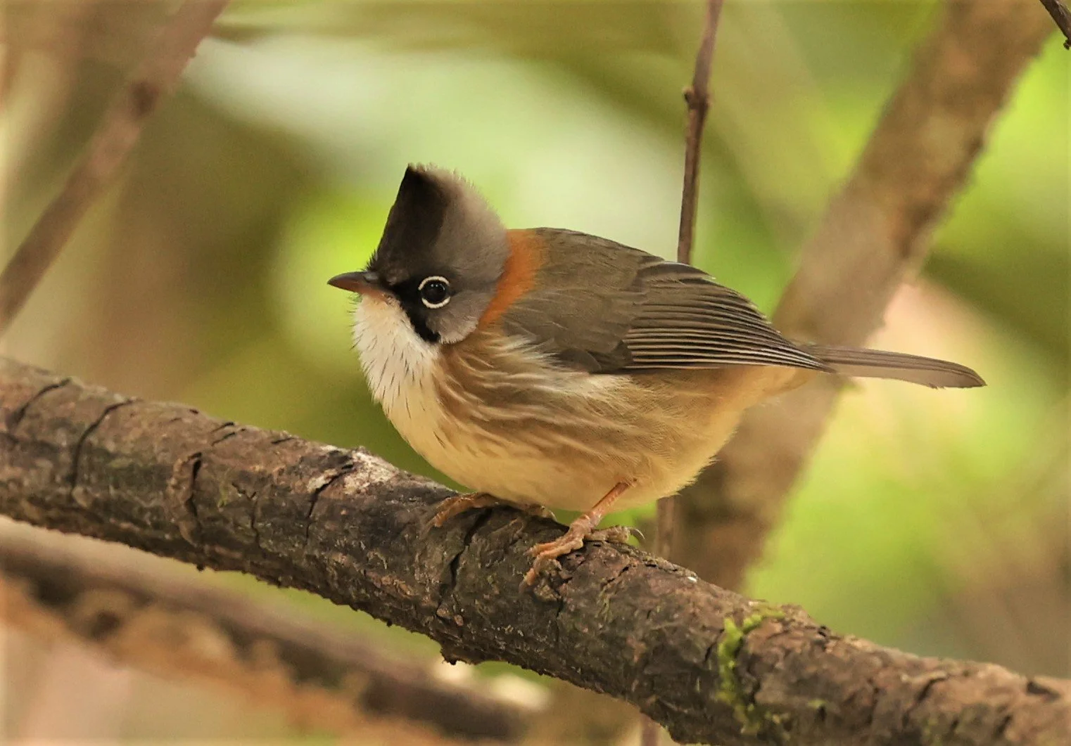 Whiskered Yuhina (Yuhina flavicollis) Doi Lan East, Doi Pha Hom Pok NP, Chiang Mai Thailand (5).jpg