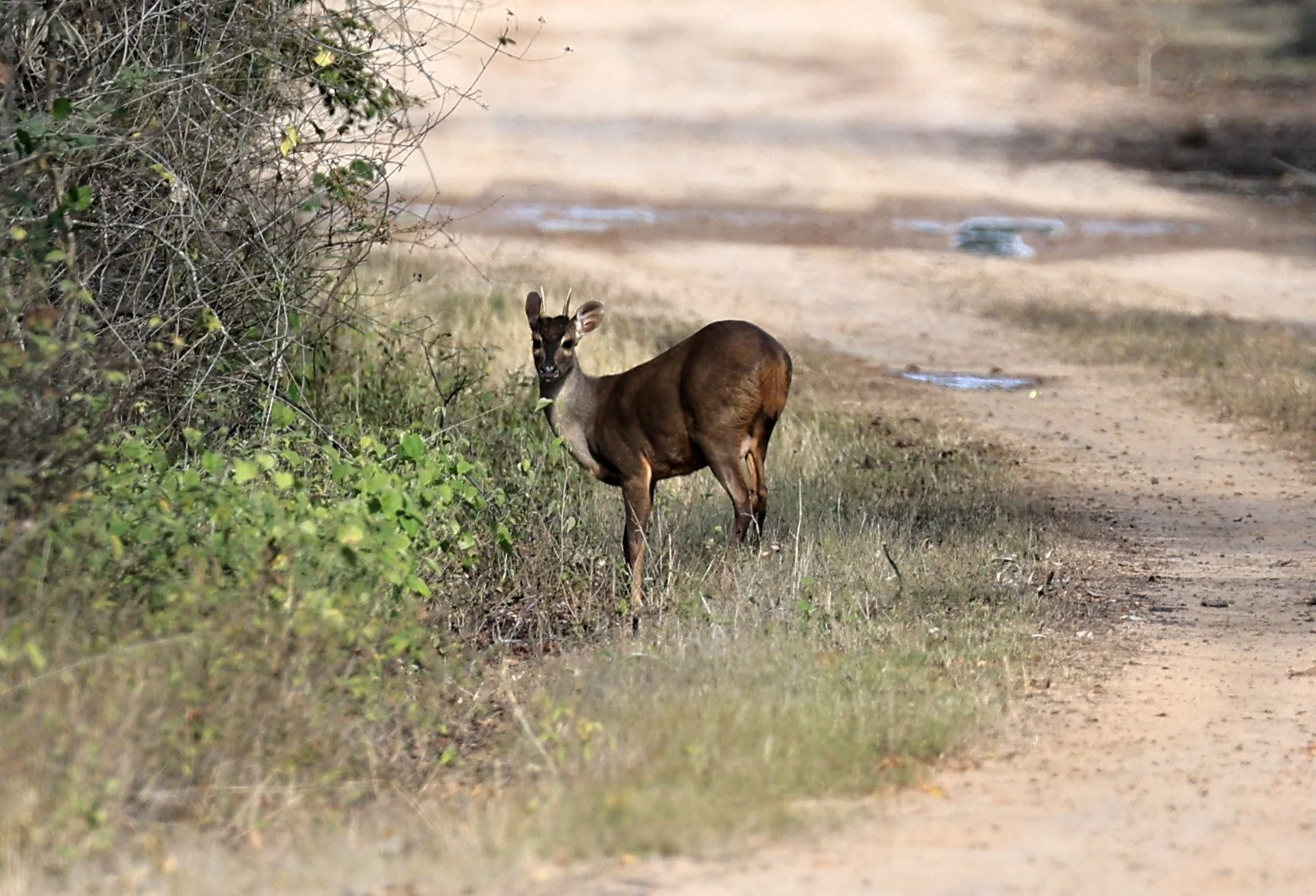 Southern Brown Brocket (Subulo gouazoubira) Selva Serena Natural Reserve (1).jpg