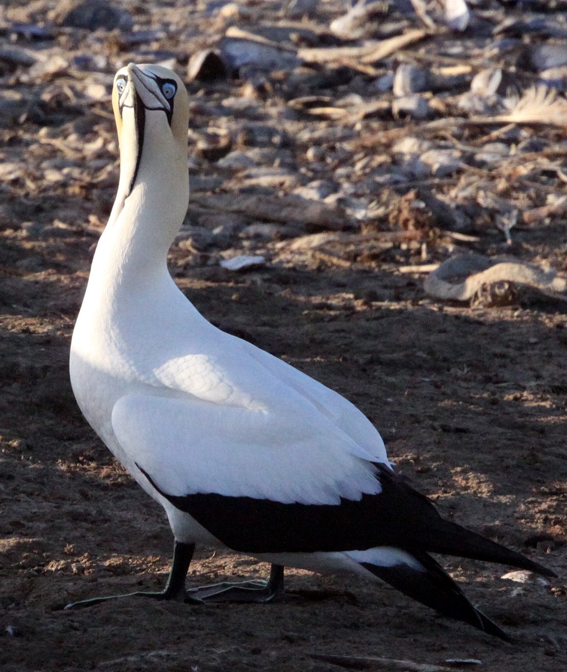 Cape gannet (Morus capensis) Lambert's Bay South Africa (63).JPG