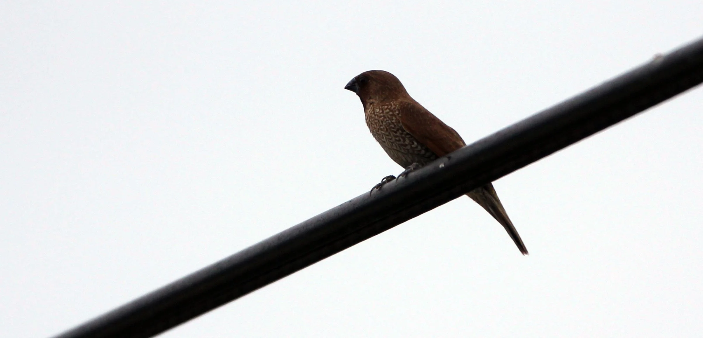 MUNIA - SCALY BREASTED MUNIA - Lonchura punctulata - KAO SAM ROI YOD NATIONAL PARK THAILAND (3).JPG