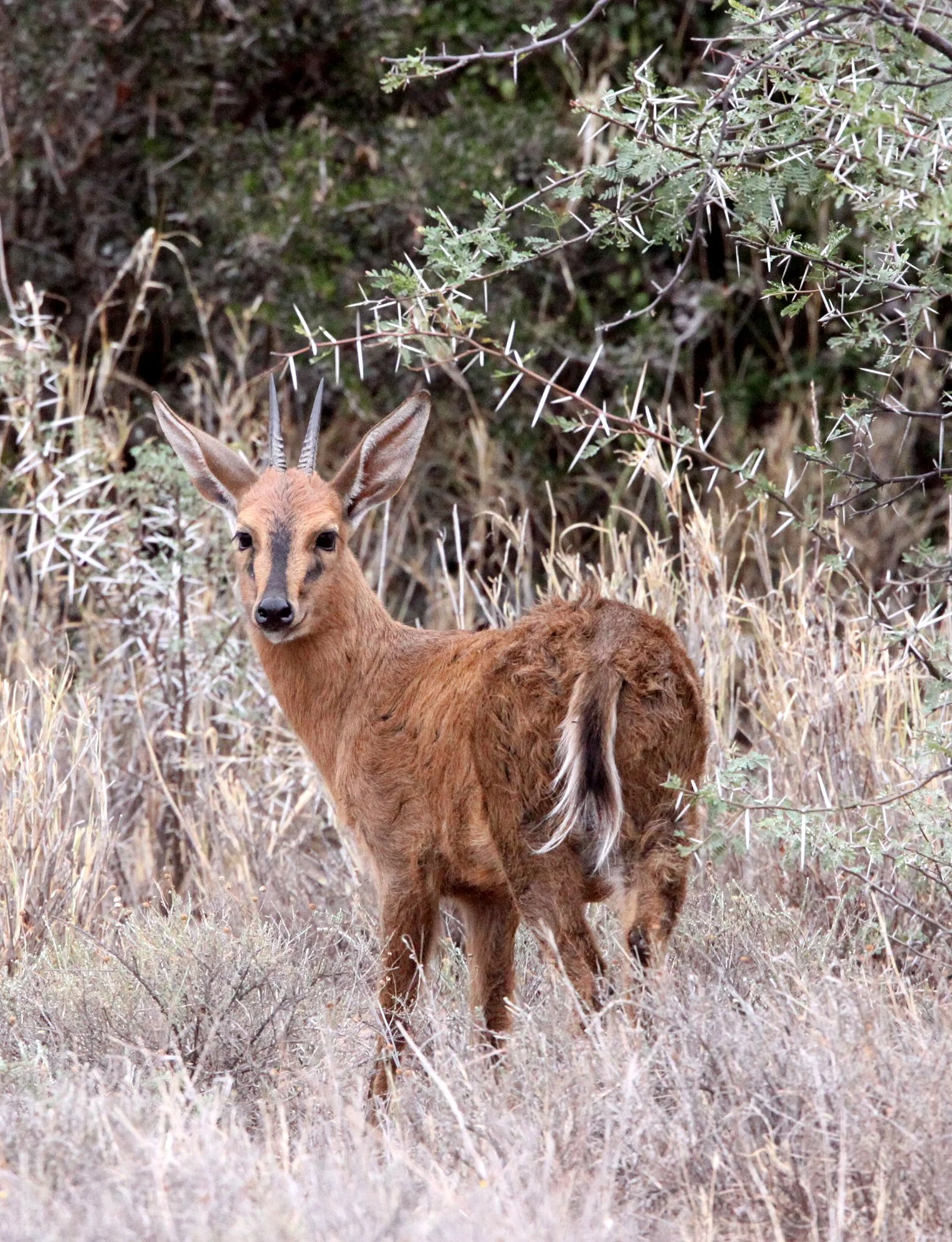 DUIKER - SOUTHERN BUSH DUIKER - Sylvicapra grimmia subspecies - KAROO NATIONAL PARK SOUTH AFRICA (4).JPG
