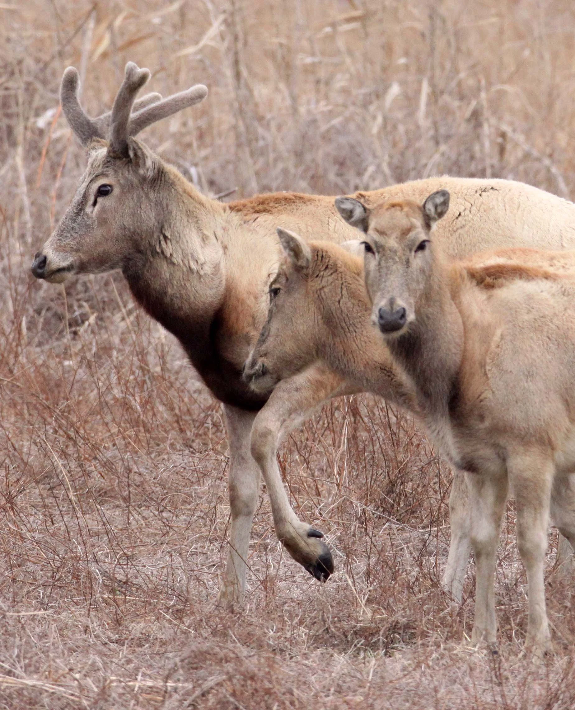 Elaphurus davidianus - PERE DAVID'S DEER- YANCHENG CHINA (27).JPG