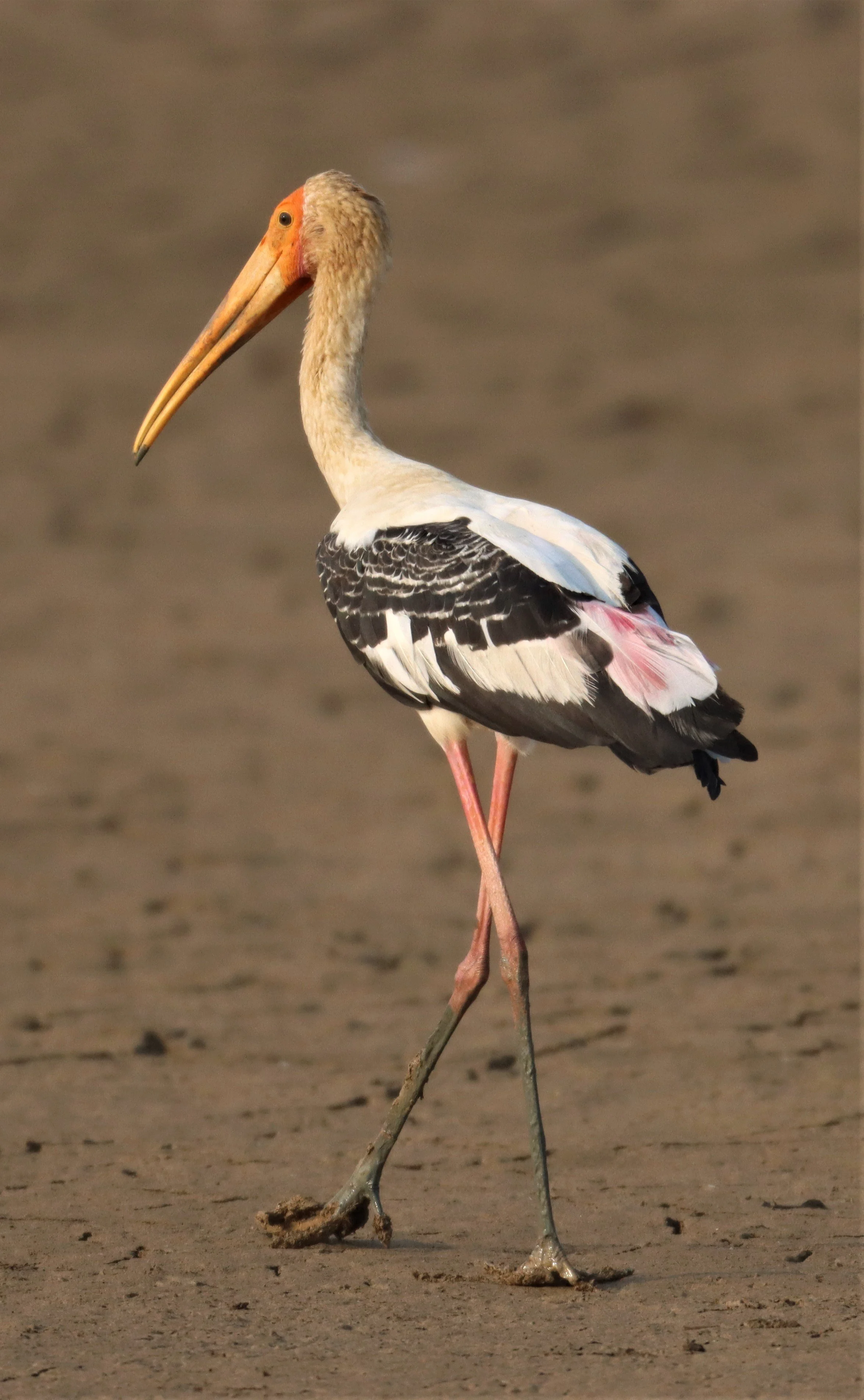 STORK - PAINTED STORK - Mycteria leucocephala - BUENG BORAPHET (18).jpg