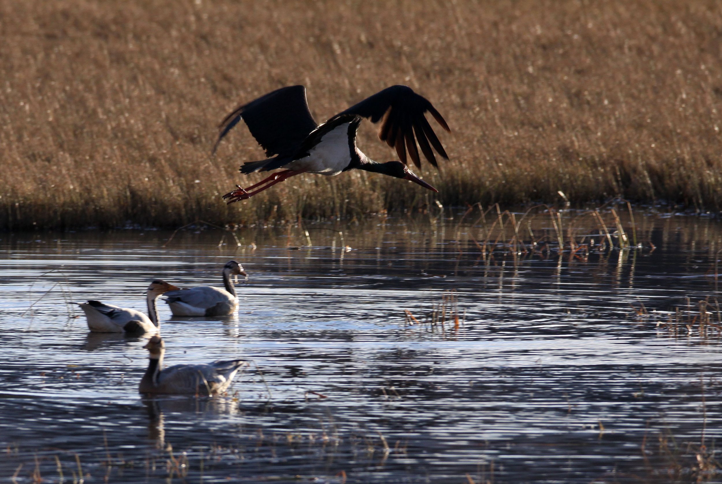 STORK - BLACK STORK - Ciconia nigra - NAPAHAI WETLANDS YUNNAN CHINA (2).JPG