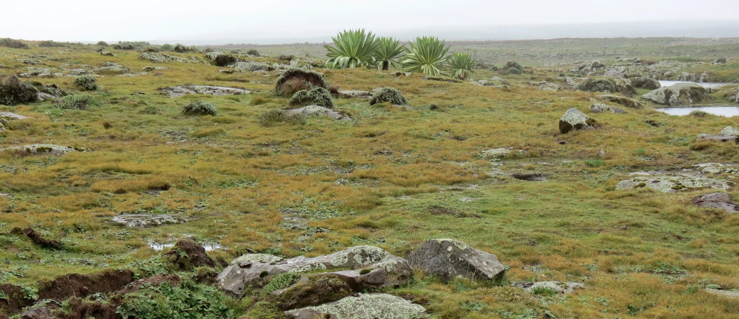 BALE MOUNTAINS NATIONAL PARK - SANETTI PLATEAU - ETHIOPIA (32).JPG