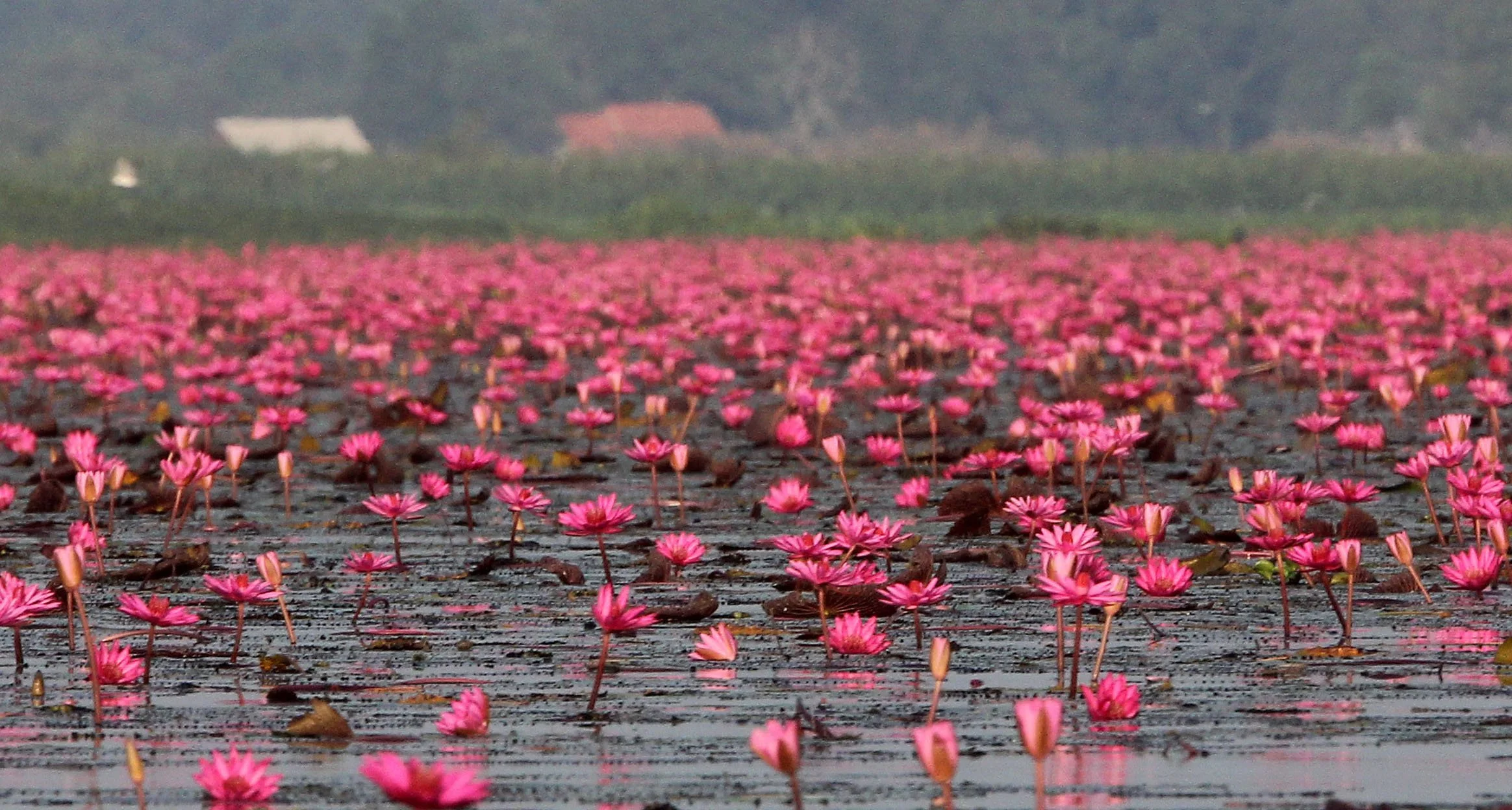 2018 Thale Noi Bird Sanctuary Patthalung (47).JPG