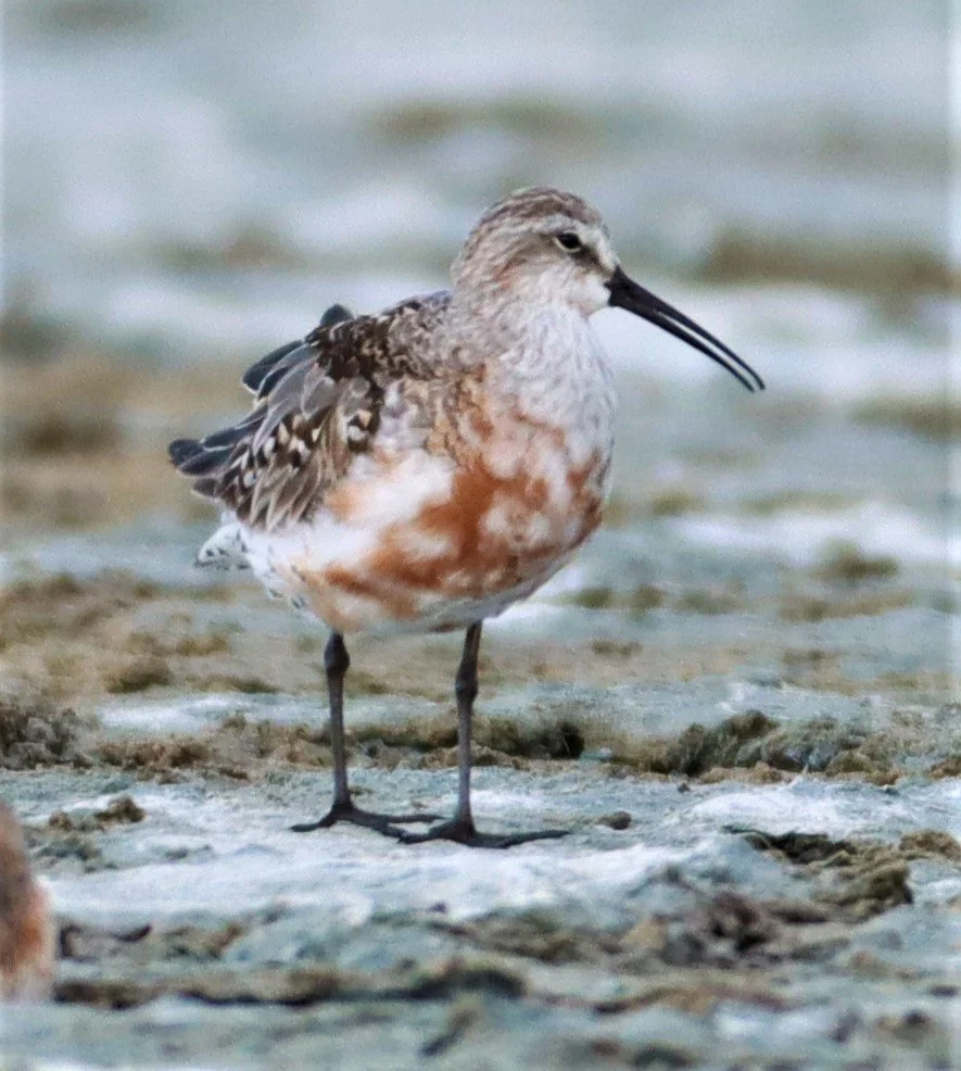 SANDPIPER - CURLEW SANDPIPER - Calidris ferruginea - BANG PAKONG SALT PANS CHACHOENGSAO WEST OF RIVER (27).jpg