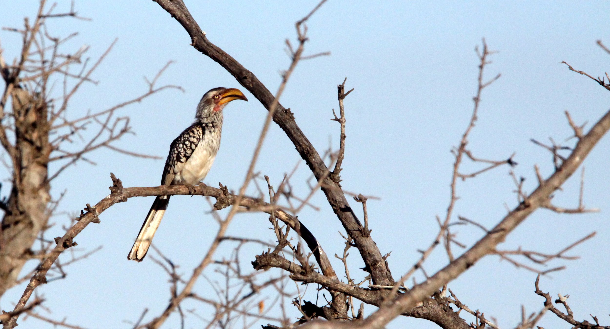 Tockus leucomelas - SOUTHERN YELLOW-BILLED HORNBILL - SAINT LUCIA NATURE RESERVES SOUTH AFRICA.JPG