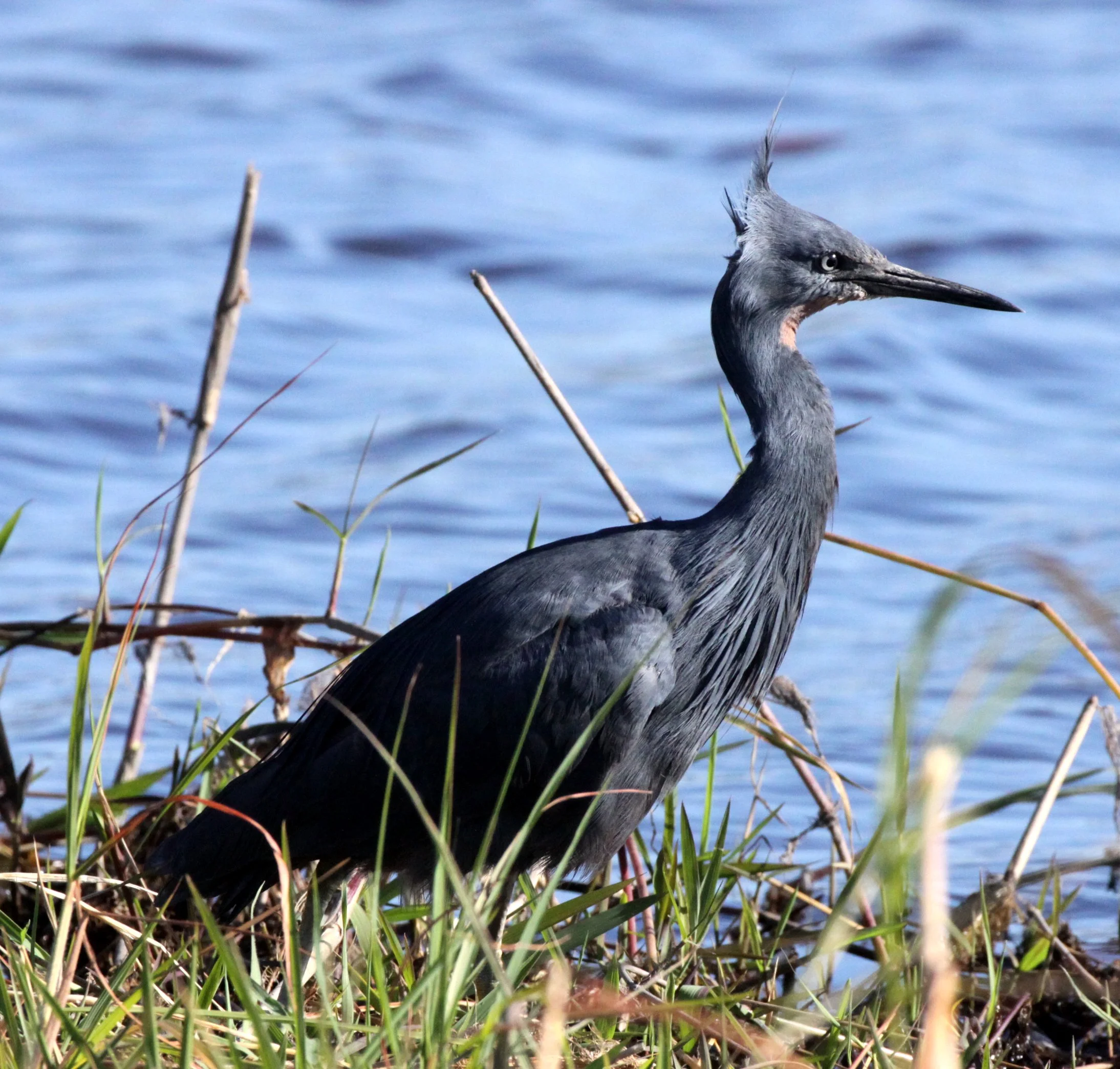 HERON - BLACK HERON (EGRET) - Egretta ardesiaca - CHOBE NATIONAL PARK BOTSWANA (7).JPG