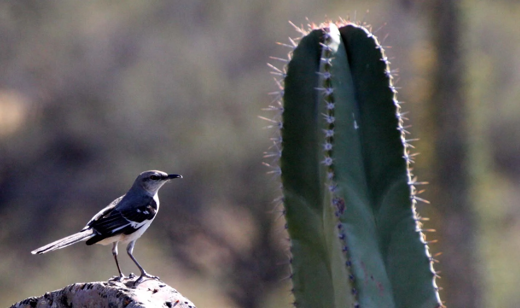 Northern Mockingbird (Mimus polyglottos) Catavina Desert Baja Mexico (7).JPG