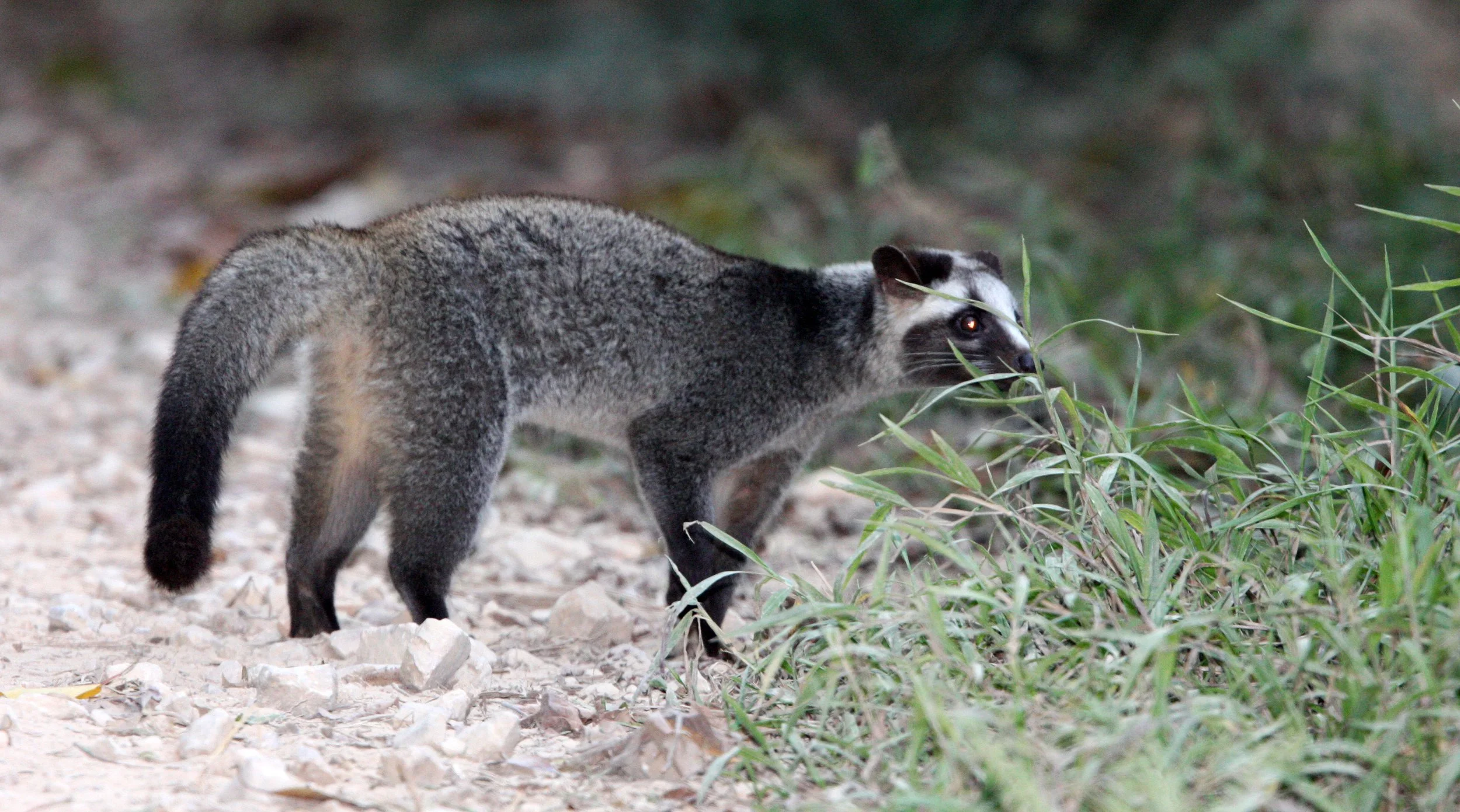 paguma-larvata-masked-palm-civet-coke-smith-wildlife