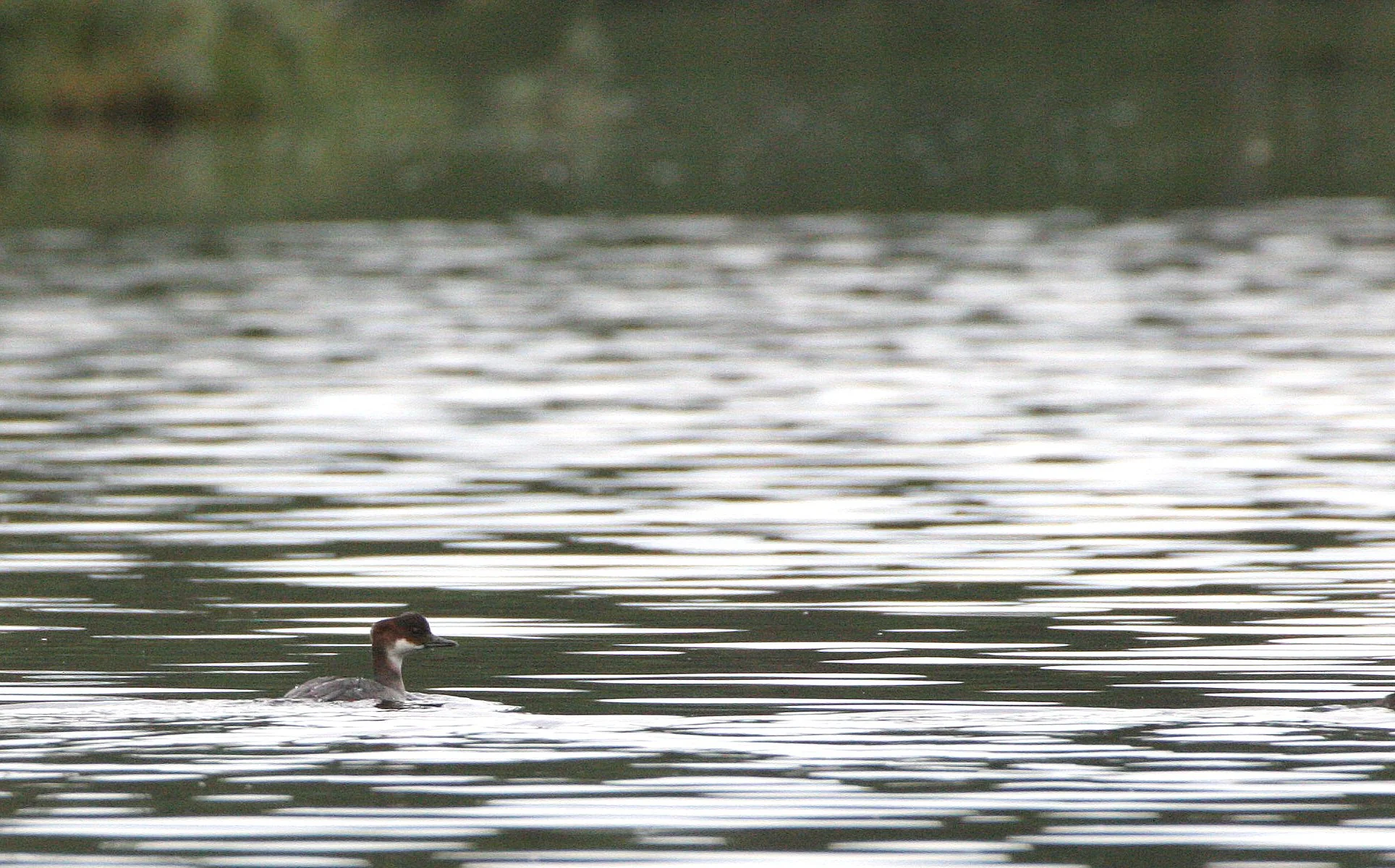 SMEW - Mergellus albellus - LEMMONJOKI NATIONAL PARK FINLAND (2).jpg