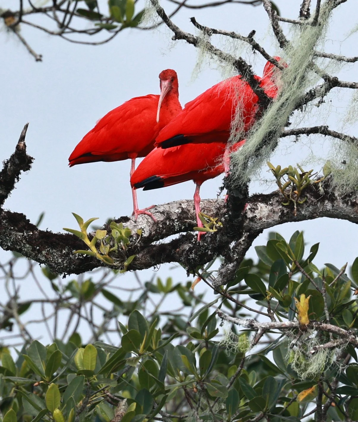 Scarlet Ibis (Eudocimus ruber) Superagüi National Park, Brazil (7).jpg