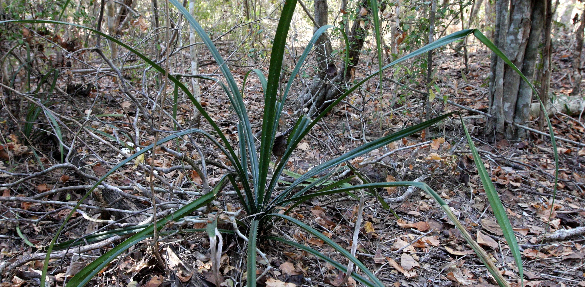 PLANT - PANANDUS SPECIES - KIRINDY NATIONAL PARK MADAGASCAR (2).JPG