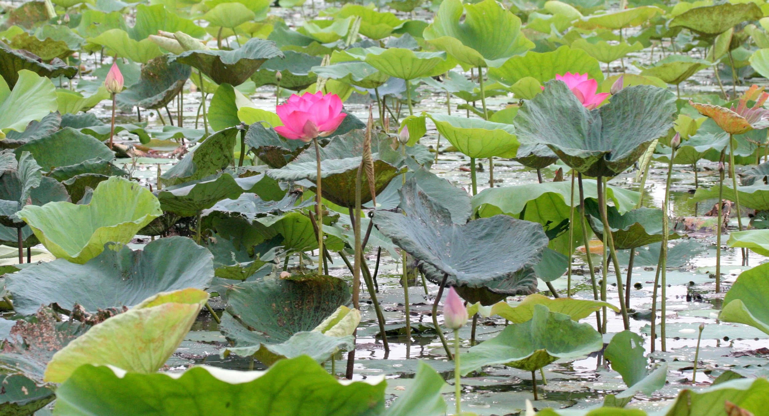 BUENG BORAPHET THAILAND - LOTUS.JPG