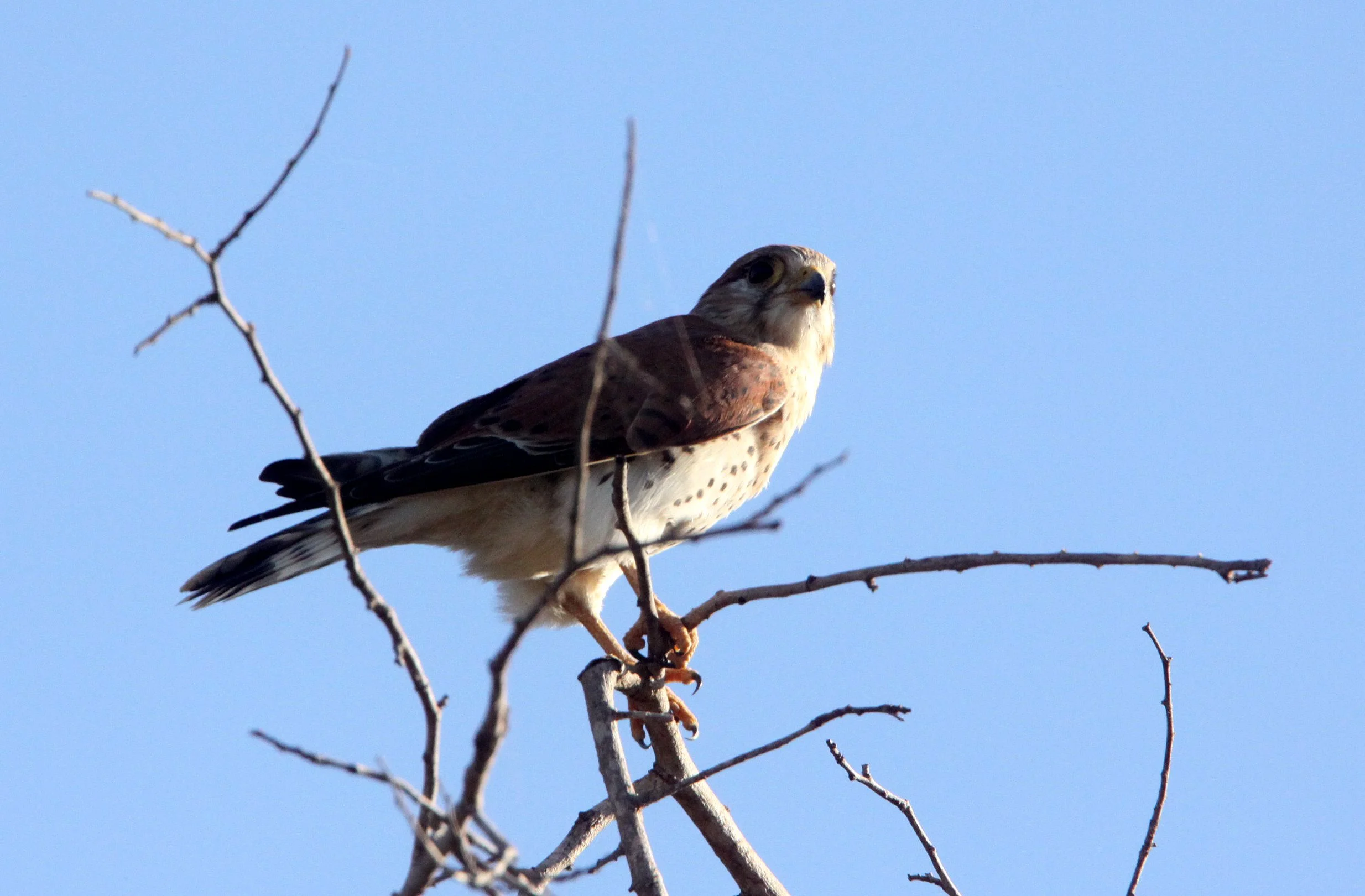 BIRD - KESTREL - MADAGASCAR KESTREL - FALCO NEWTONI - KIRINDY NATIONAL PARK - MADAGASCAR (2).JPG
