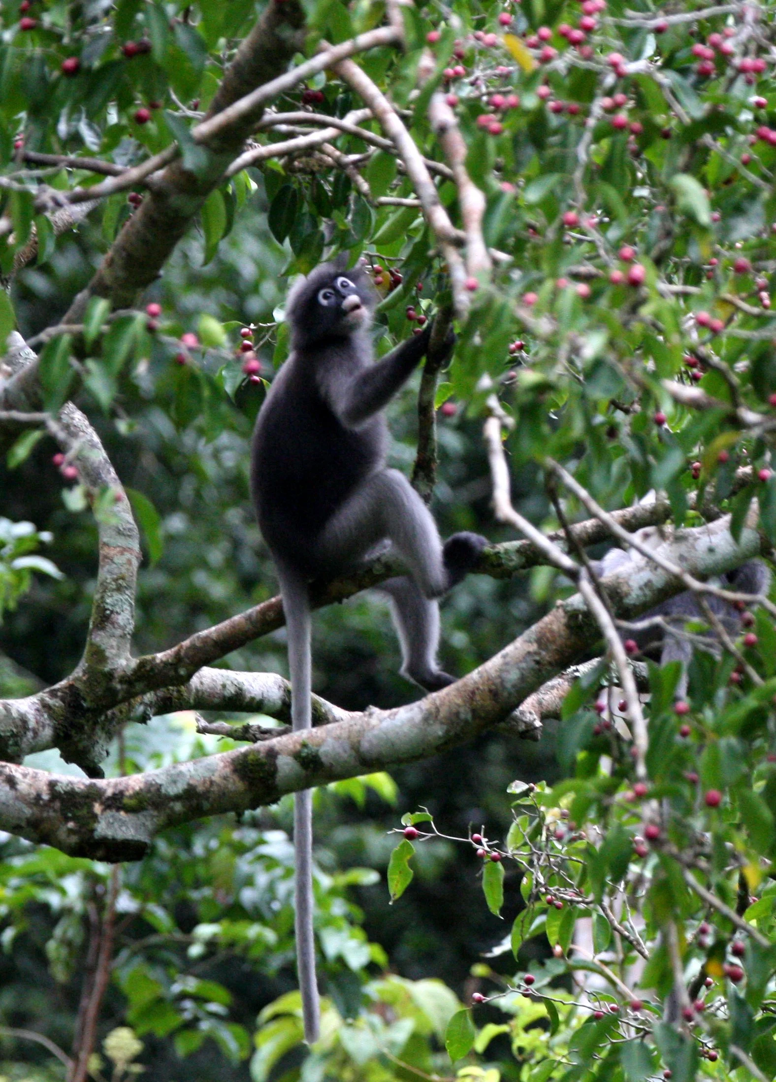 CERCOPITHECIDAE - Trachypithecus obscurus flavicauda - BLOND-TAILED (DUSKY) LANGUR - KAENG KRACHAN NAT'L PARK (37).JPG