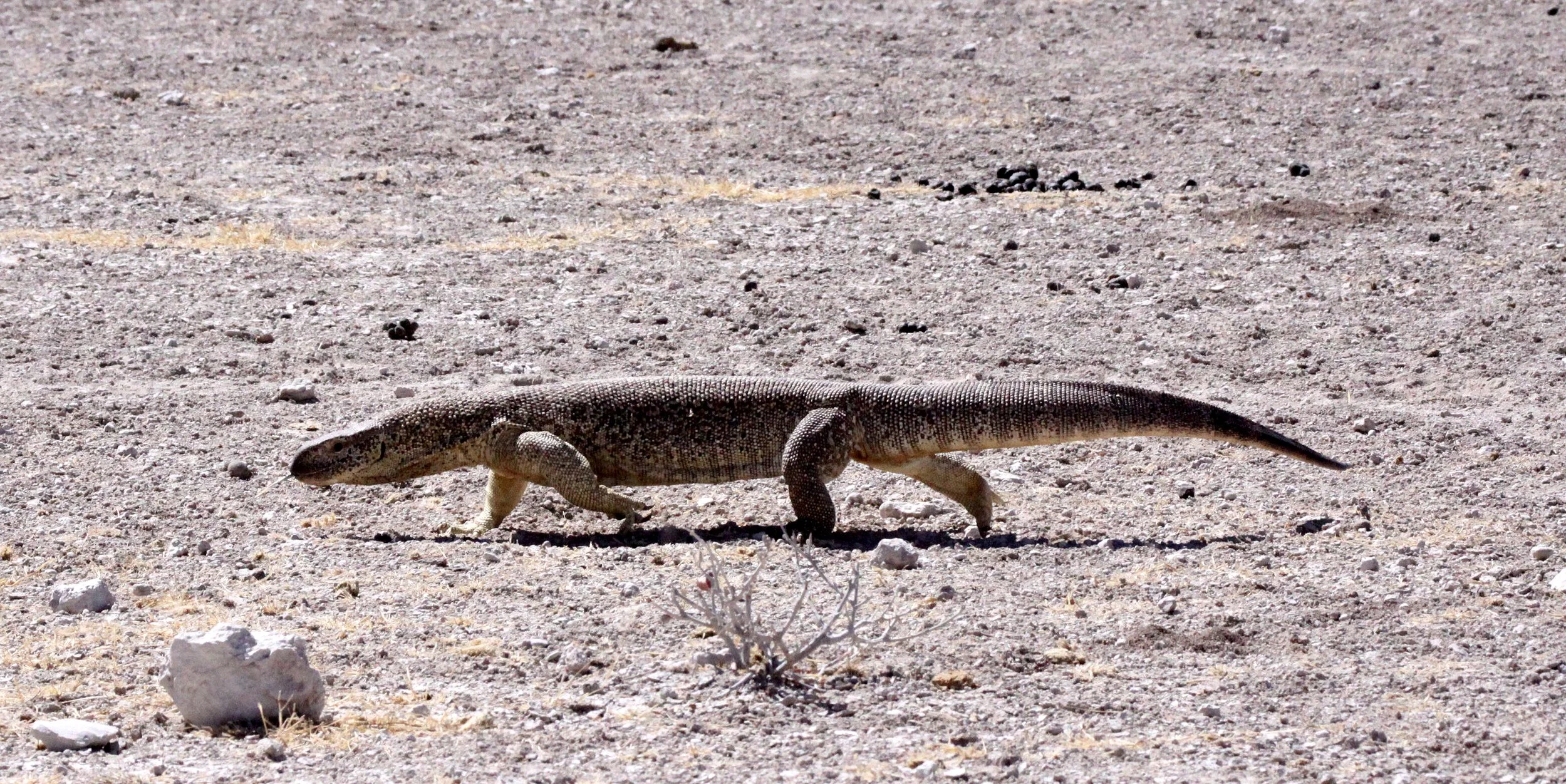 Family Varanidae - Monitor Lizards — Coke Smith Wildlife