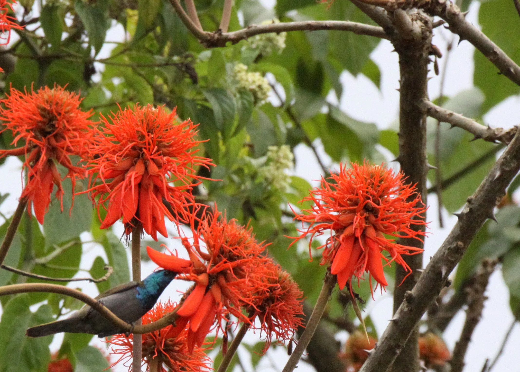 Purple-banded Sunbird - Cinnyris bifasciatus - KIBALE NATIONAL PARK UGANDA (12) - Copy.JPG