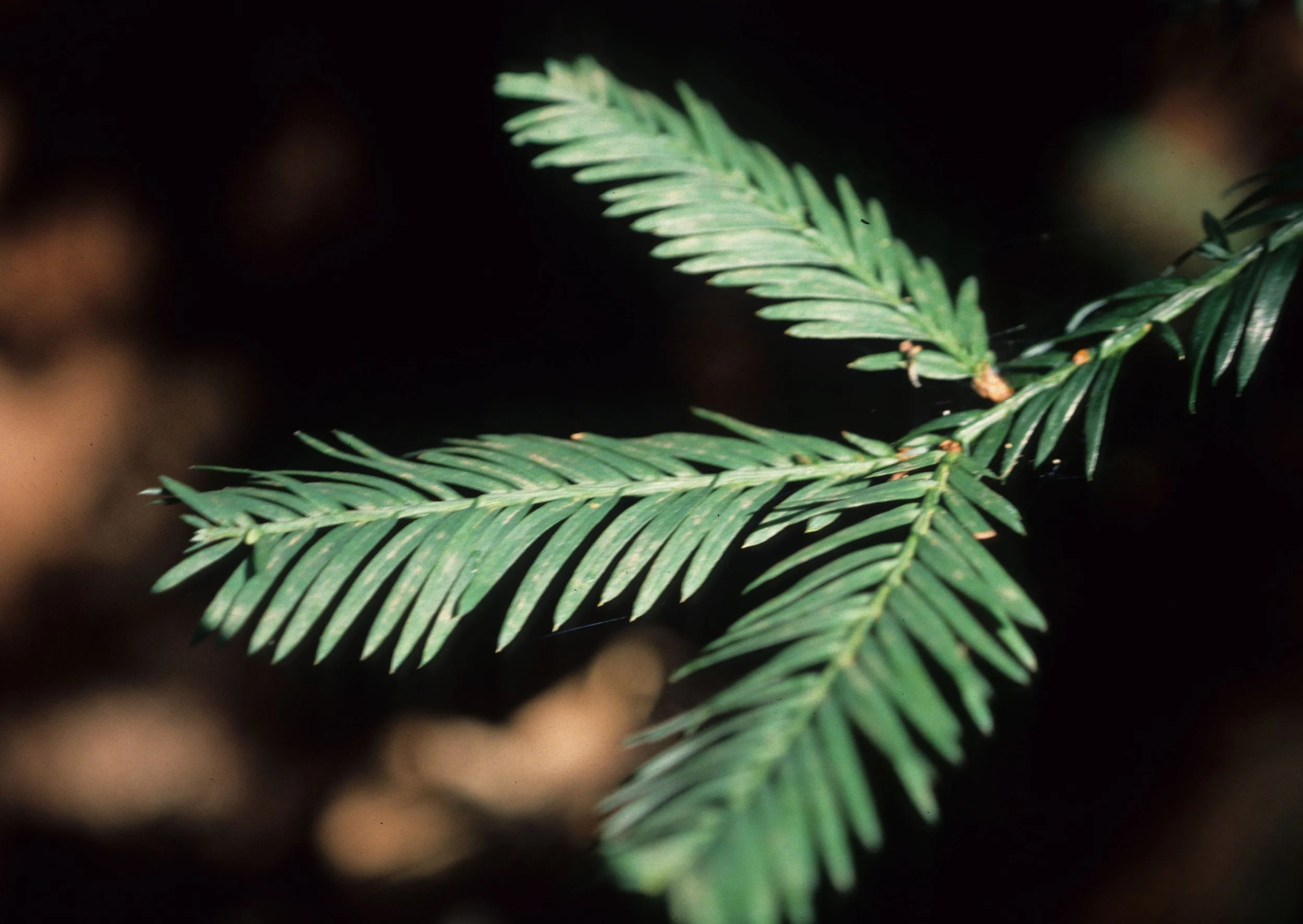 CALIFORNIA - POINT REYES - SEQUOIA SEMPERVIRENS - COASTAL REDWOOD.jpg