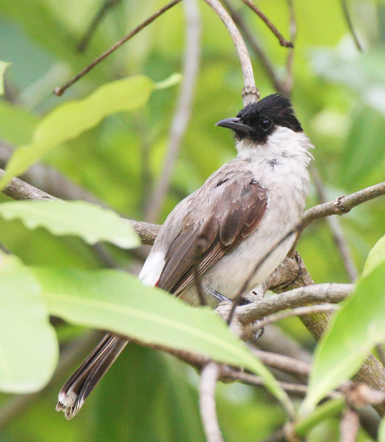 BULBUL - SOOTY-HEADED BULBUL - Pycnonotus aurigaster - HUAI KHA KHAENG NWS THAILAND (45).JPG