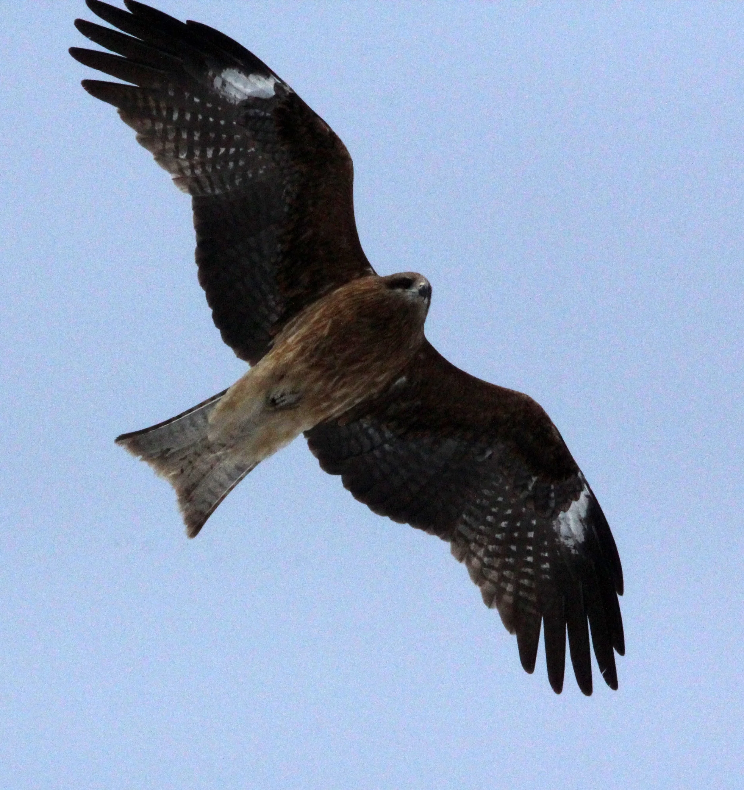 Milvus migrans lineatus - BLACK-EARED KITE - AKAN INTERNATIONAL CRANE CENTER - HOKKAIDO JAPAN (7).JPG