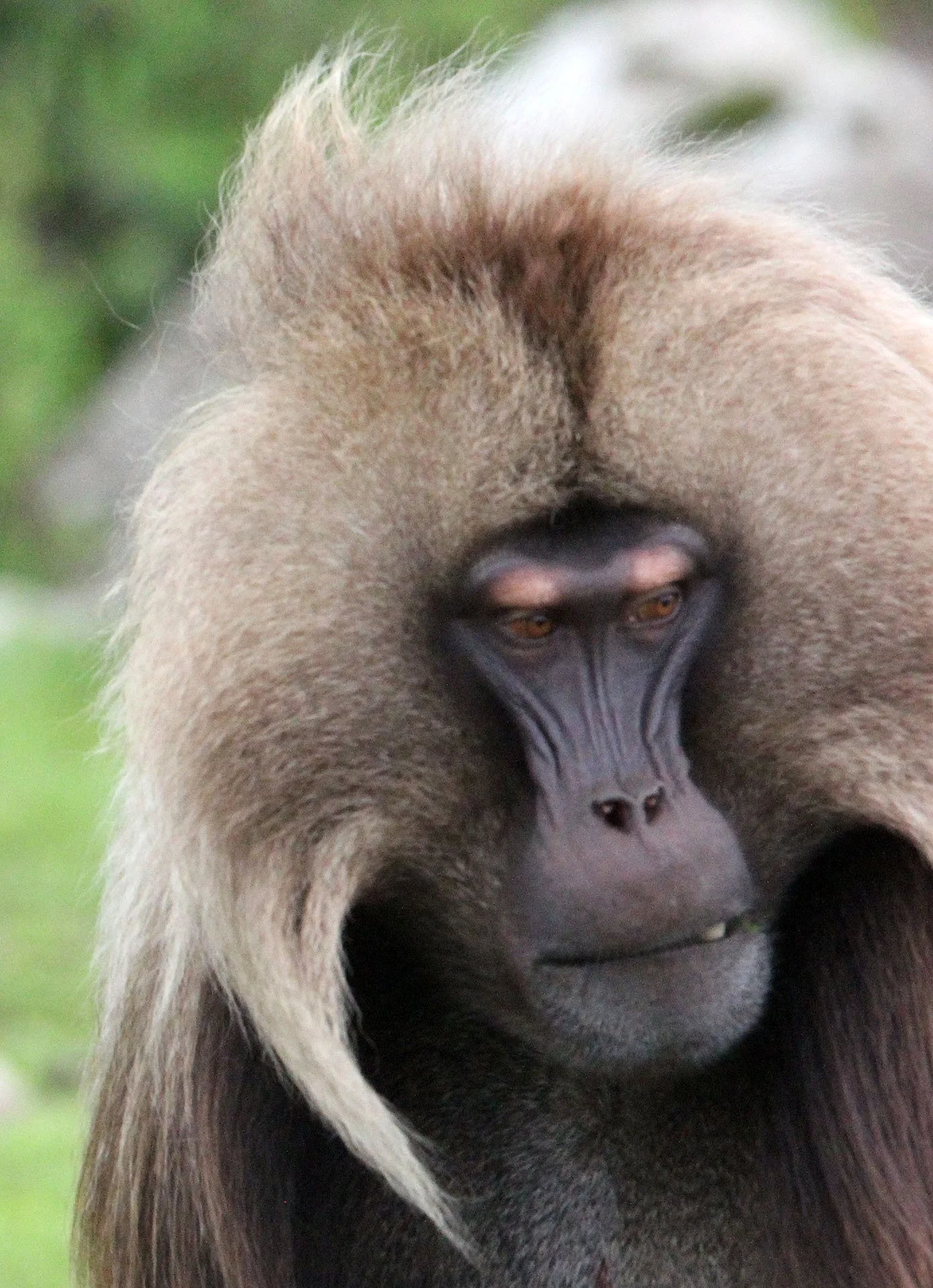 CERCOPITHECIDAE - Theropithecus gelada - GELADA - SIMIEN MOUNTAINS NATIONAL PARK ETHIOPIA (1783).JPG