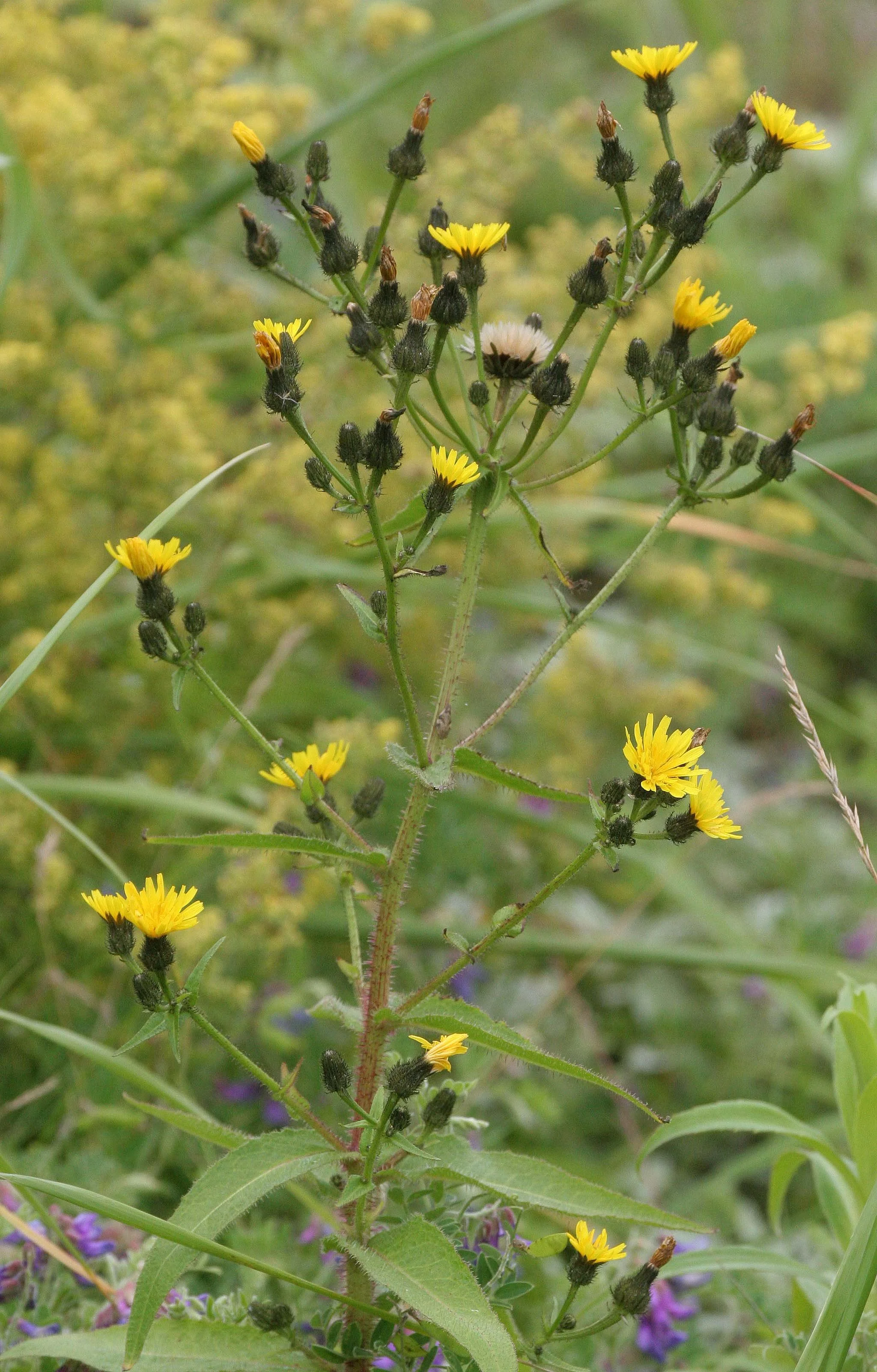 KURIL ISLANDS - FLORA  (83).jpg