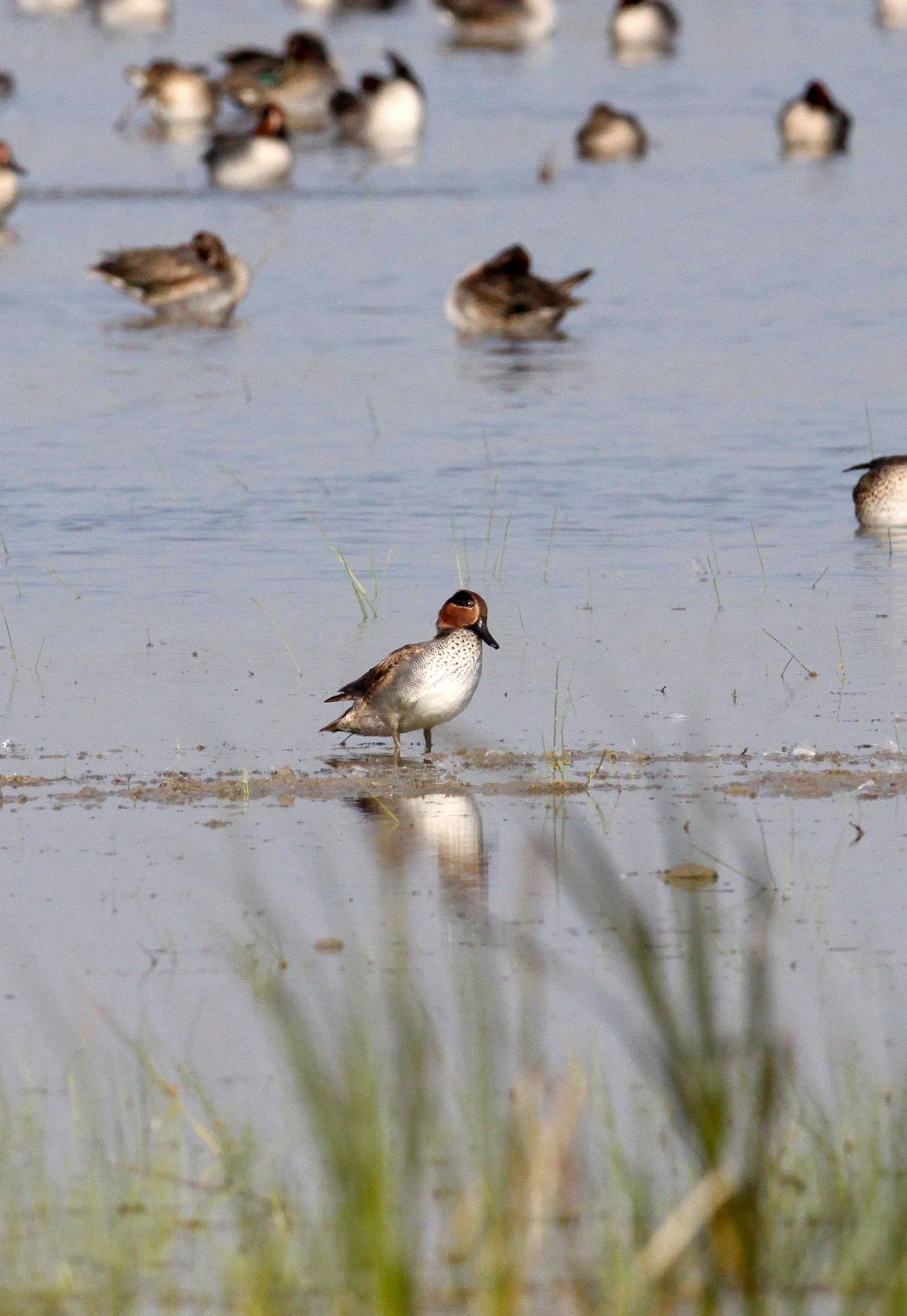 TEAL - EURASIAN GREEN-WINGED TEAL - Anas crecca - LITTLE RANN OF KUTCH GUJARAT INDIA (17).JPG