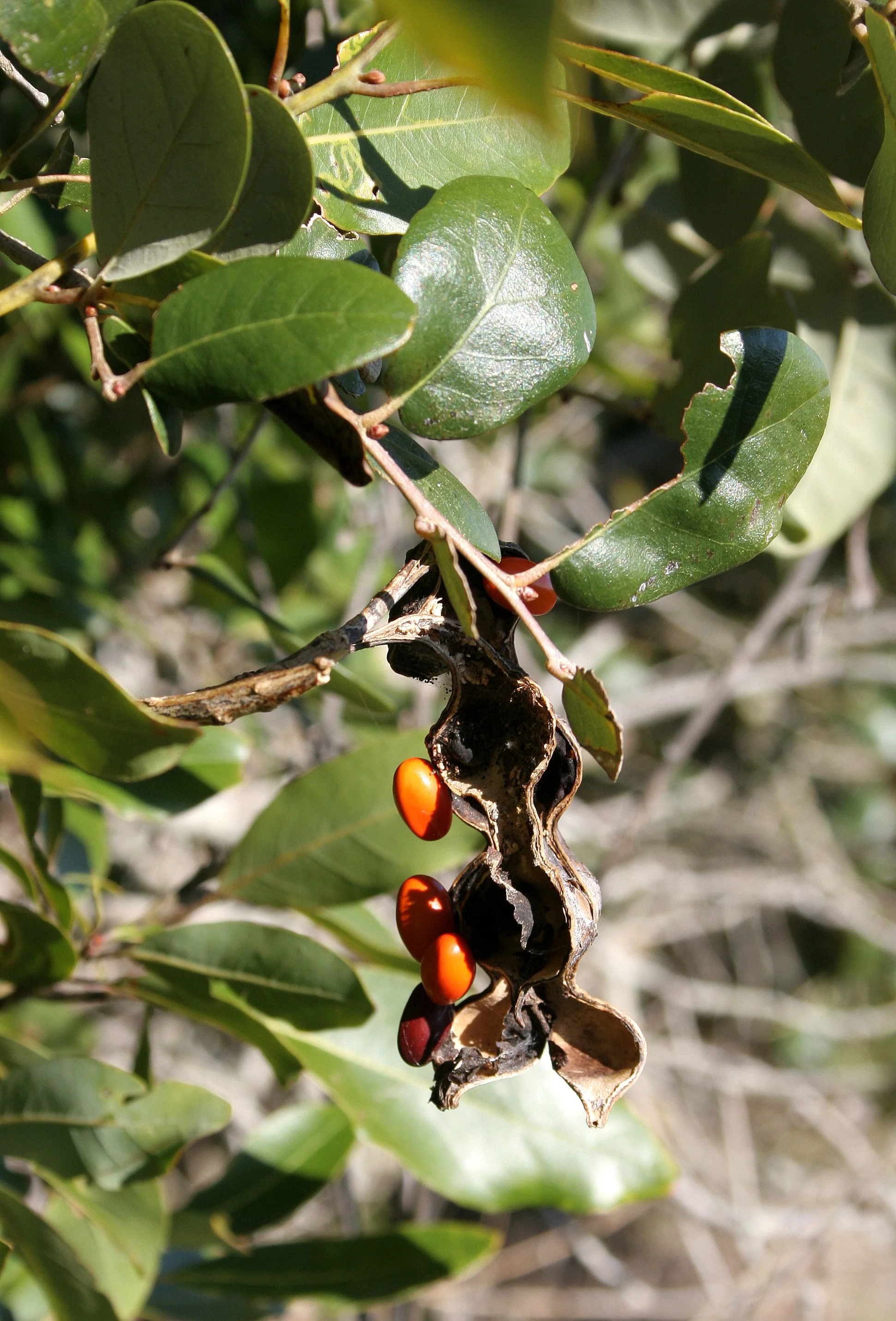 ARANZAS NWR - TEXAS (19).jpg