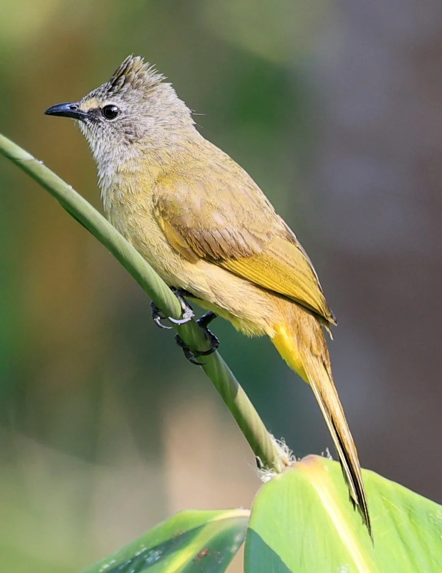 Flavescent Bulbul (Pycnonotus flavescens) Kaeng Krachan National Park ESS Expedition 2026 (16).jpg