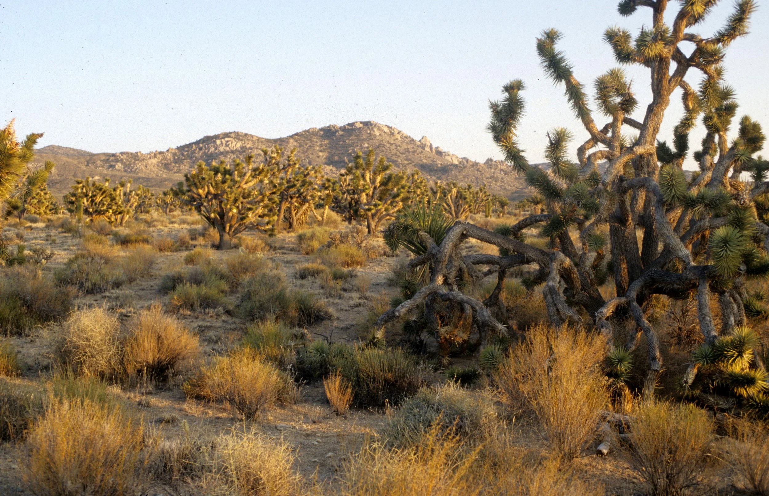 MOJAVE - YUCCA WOODLAND CAMPSITE A.jpg