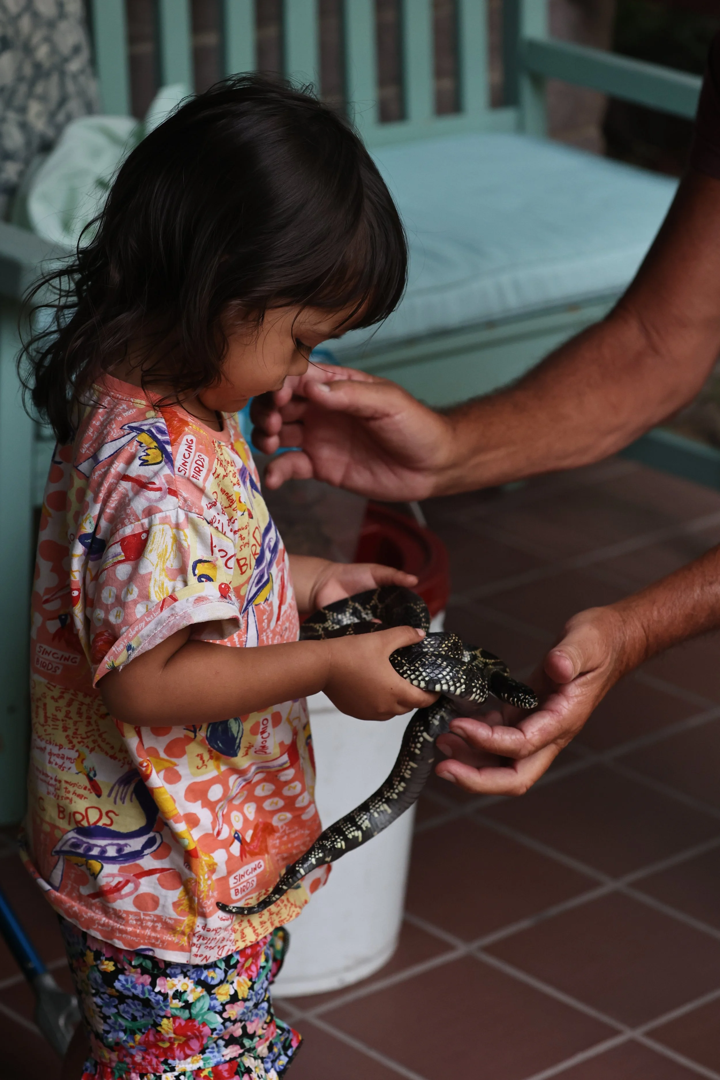 Lampropeltis splendida - DESERT KING SNAKE - CAVE CREEK ARIZONA AUGUST 2022 (12).JPG