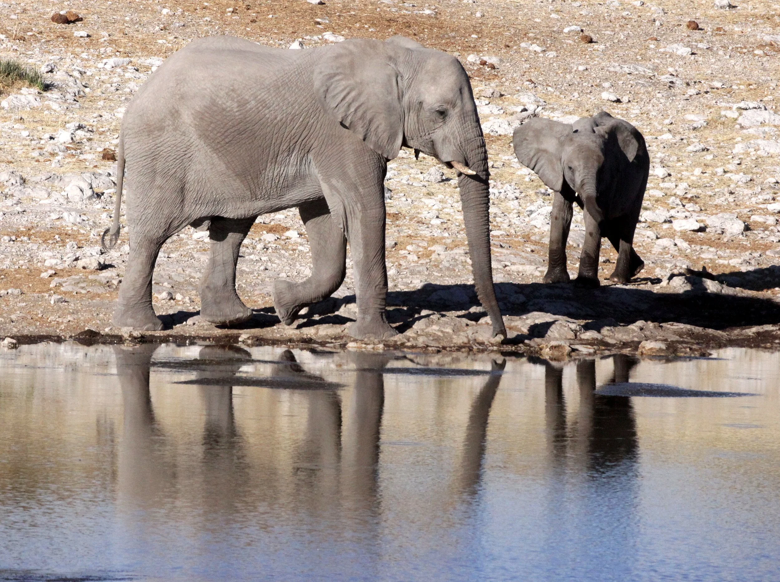 ELEPHANT - AFRICAN ELEPHANT - ETOSHA NATIONAL PARK NAMIBIA (13).JPG