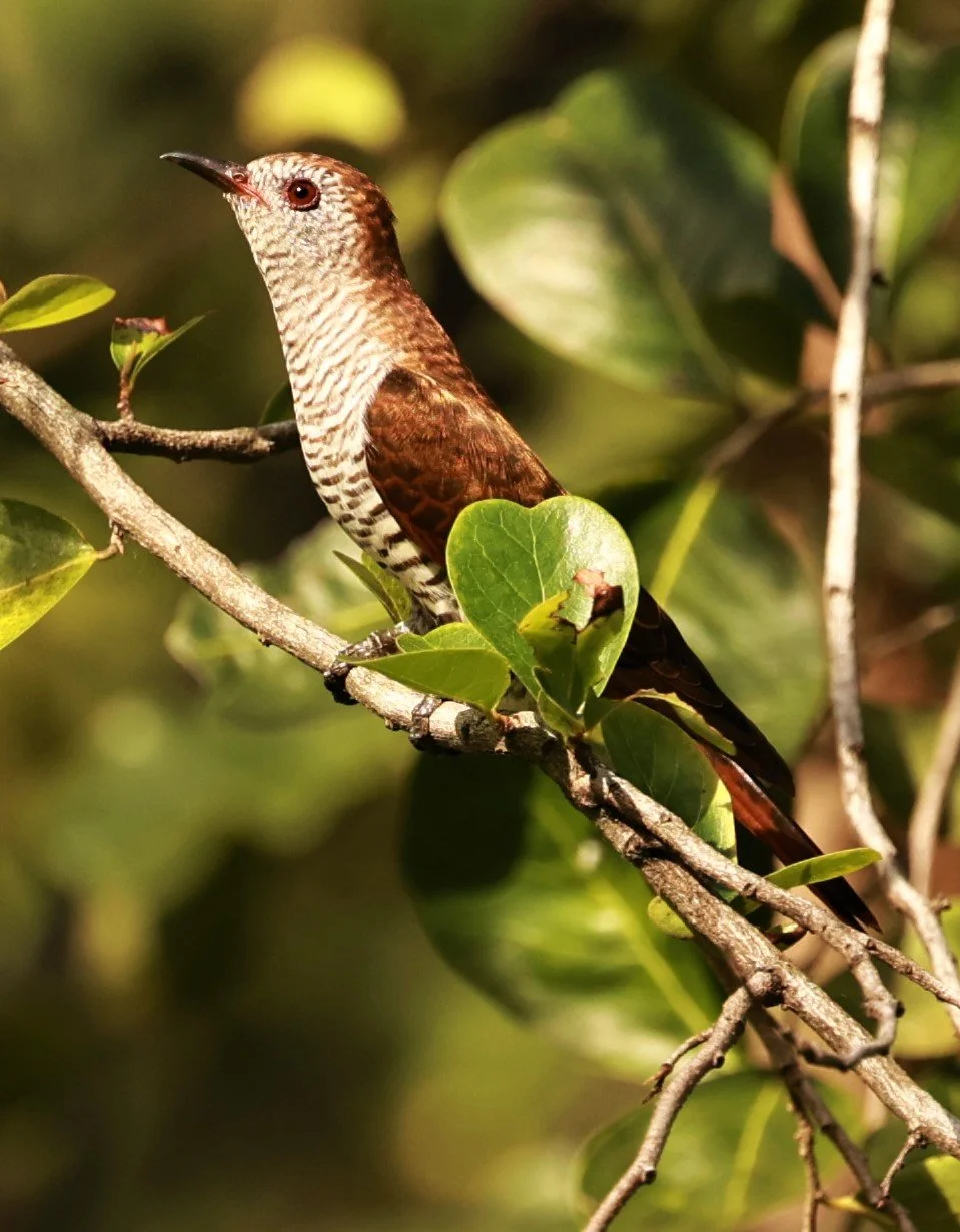 Violet Cuckoo (Chrysococcyx xanthorhynchus) Rama IX Park Bangkok (32).jpg