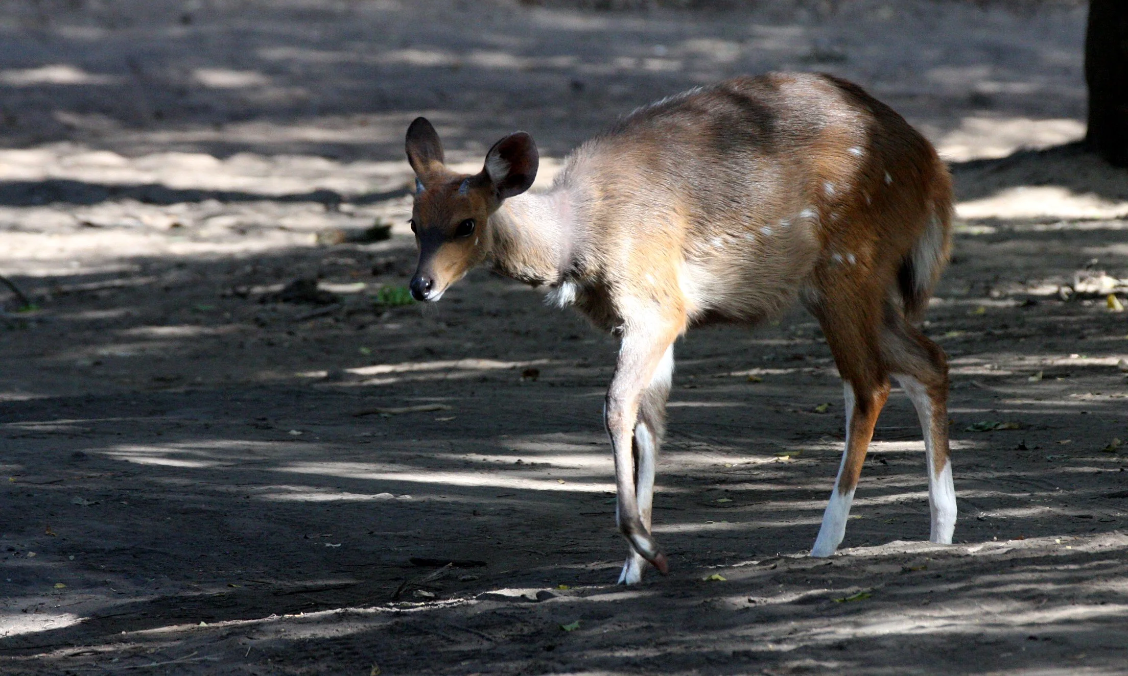 BUSHBUCK - CAPE BUSHBUCK - Tragelaphus sylvaticus - SAINT LUCIA WETLANDS RESERVE - SOUTH AFRICA (9).JPG