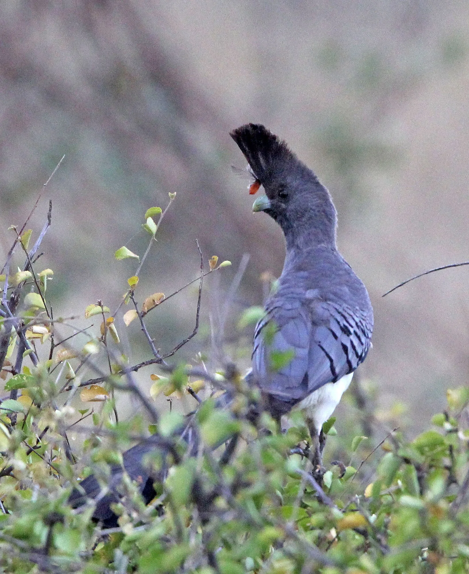 White-bellied Go-away-bird (Crinifer leucogaster) Samburu NP Kenya (6).JPG