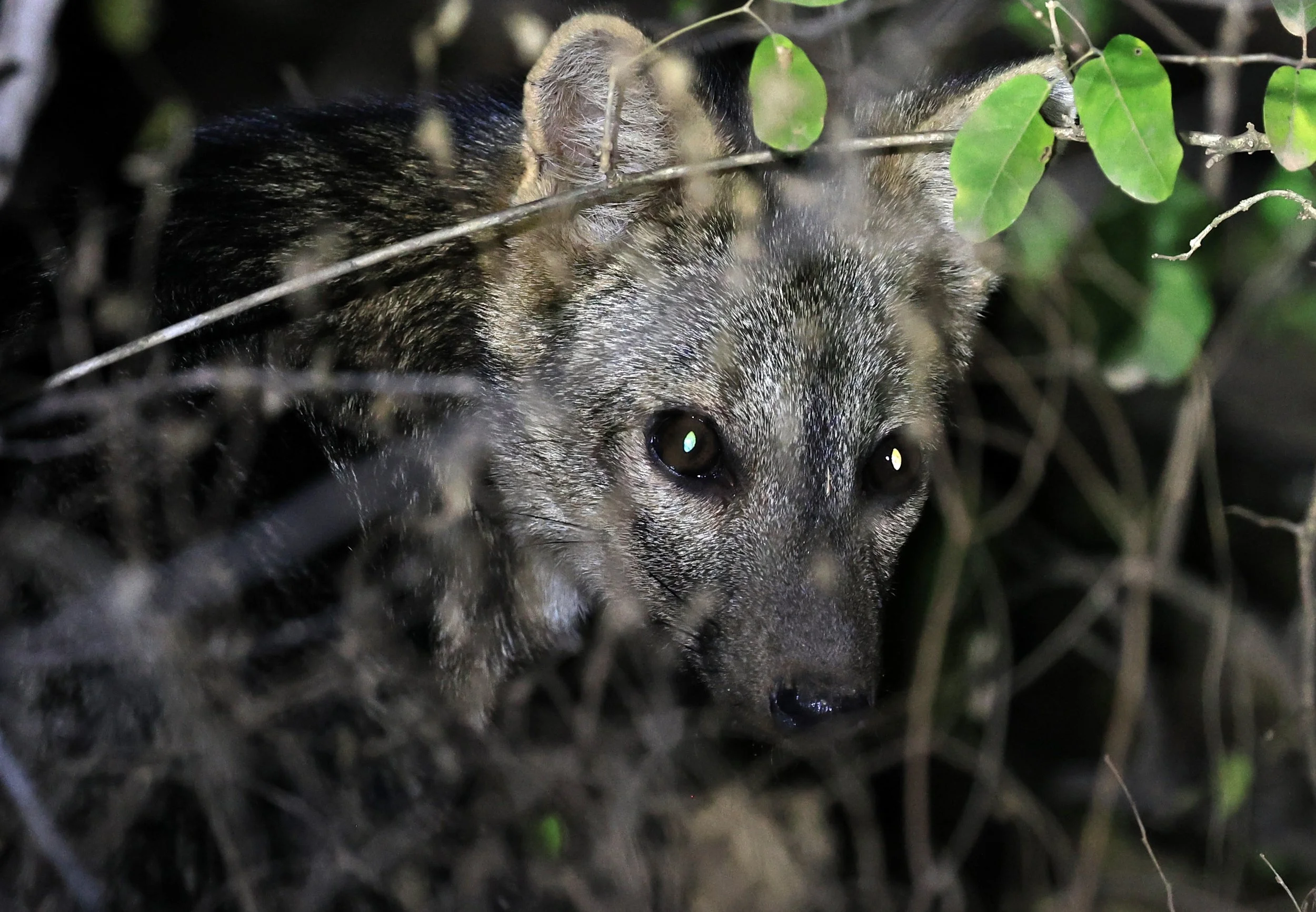 Crab-eating Fox (Cerdocyon thous) Agua Dulce Paraguay (56).jpg