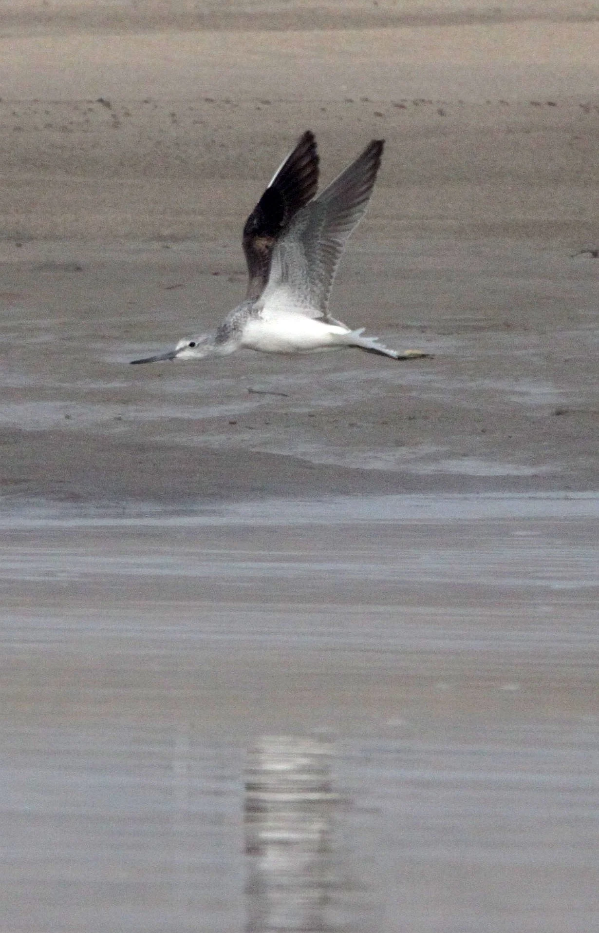 BIRD - GREENSHANK - COMMON GREENSHANK - TRINGA NEBULARIA - NANJI HILL RESERVE - POYANG LAKE JIANGXI PROVINCE CHINA (8).JPG