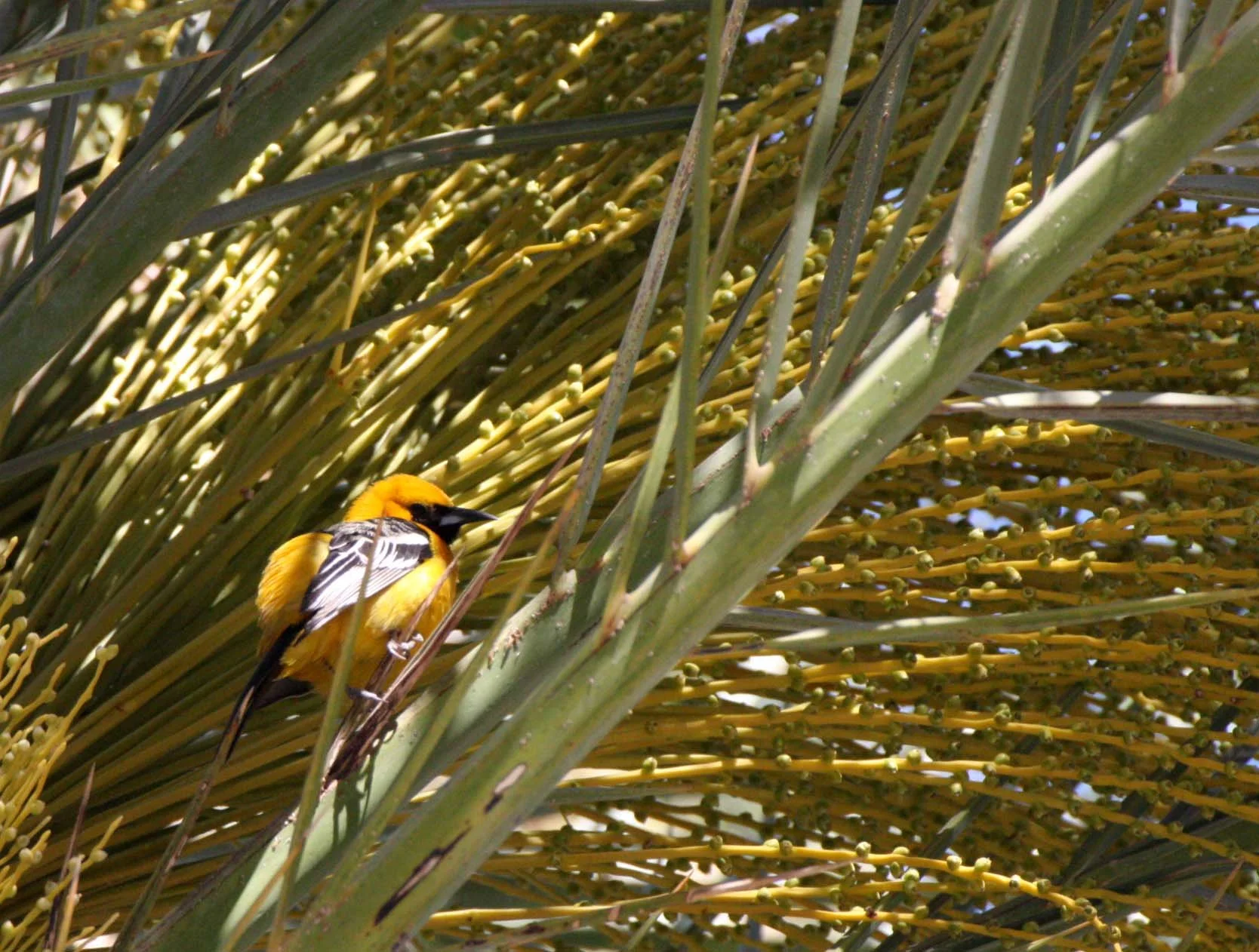 Hooded Oriole (Icterus cucullatus) Loreto Baja Mexico (19).JPG