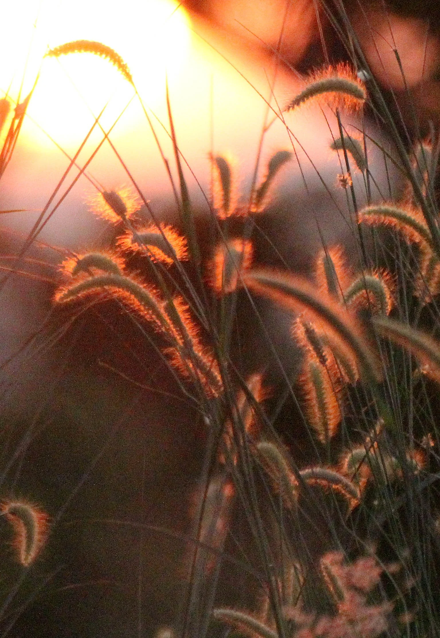 SIRIGIYA FOREST AREA SRI LANKA (8).JPG