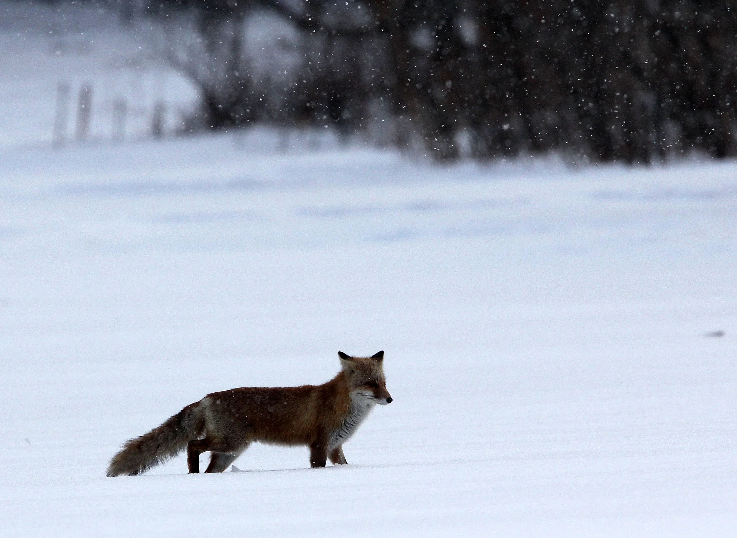FOX - Vulpes vulpes schrencki - HOKKAIDO RED FOX - TSURUI HOKKAIDO (36).JPG